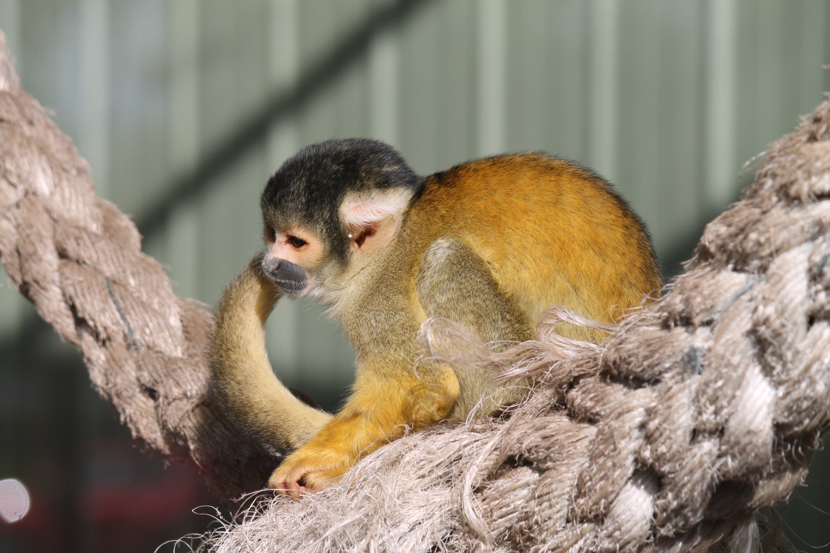 Bolivian Squirrel Monkey