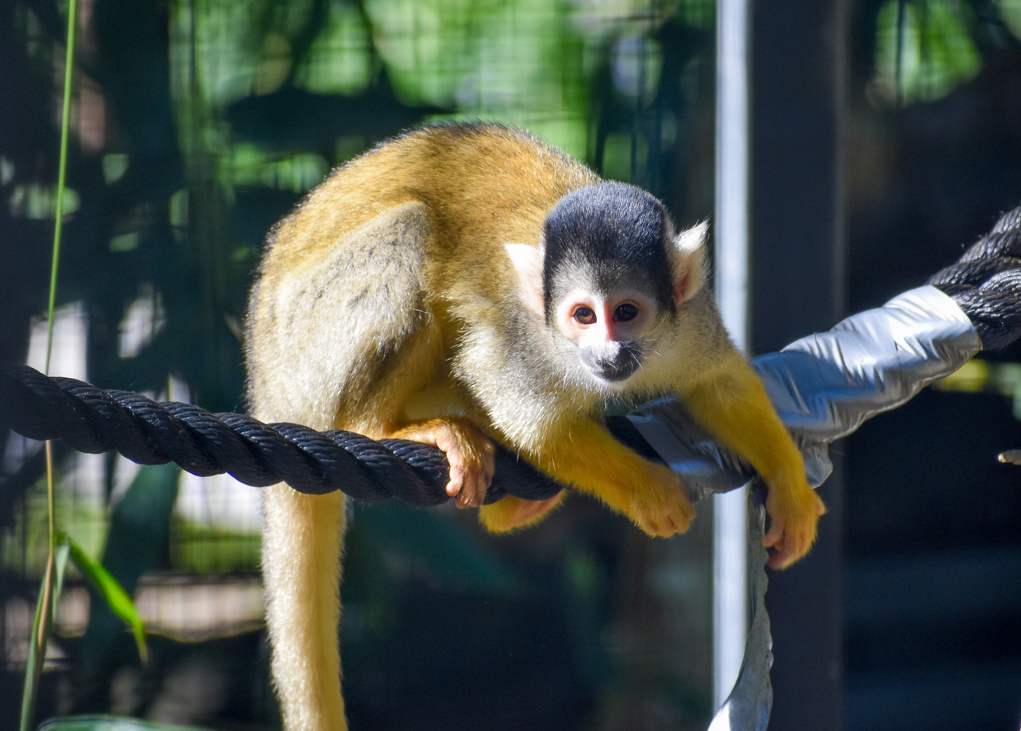 Bolivian Squirrel Monkey