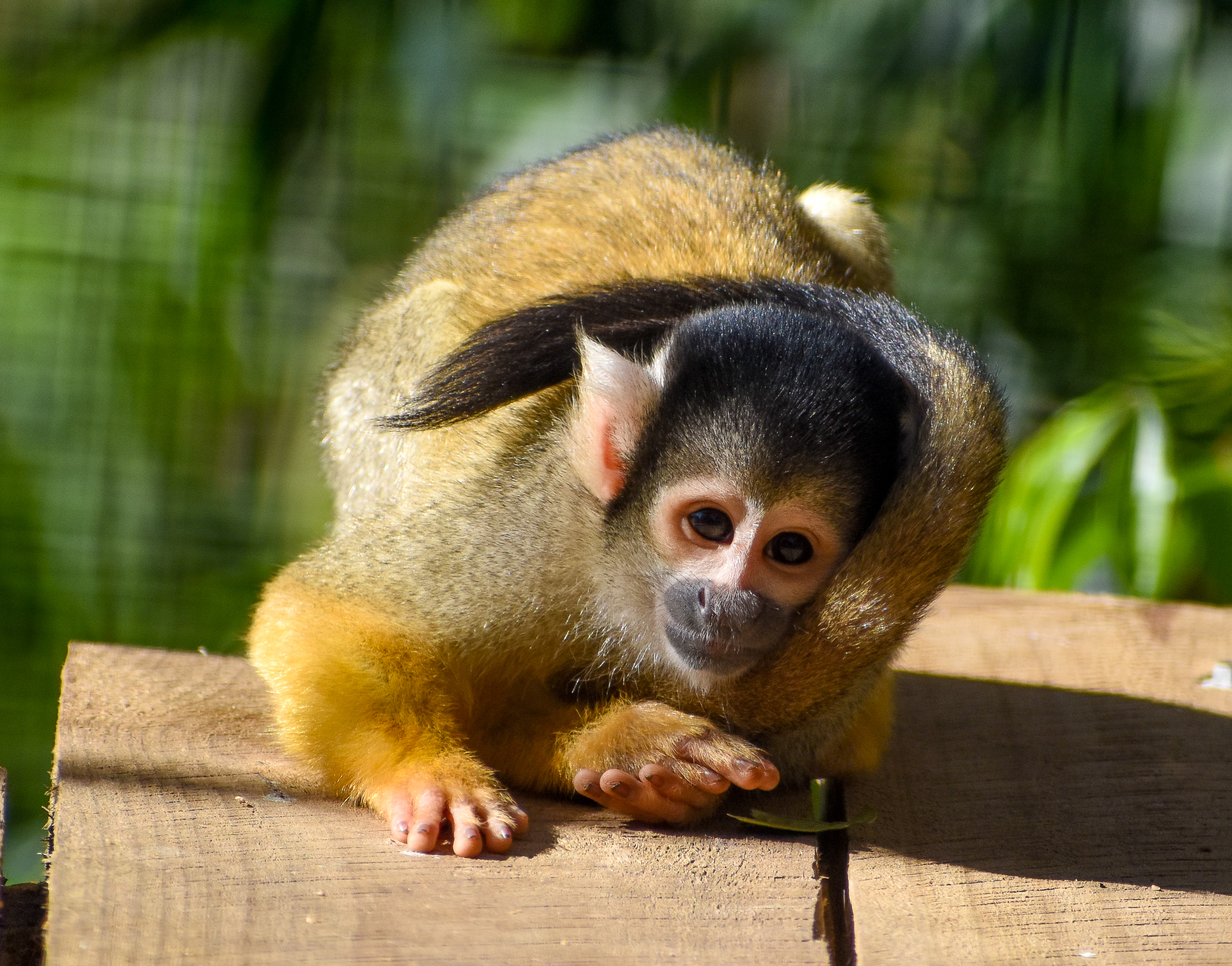 Bolivian Squirrel Monkey