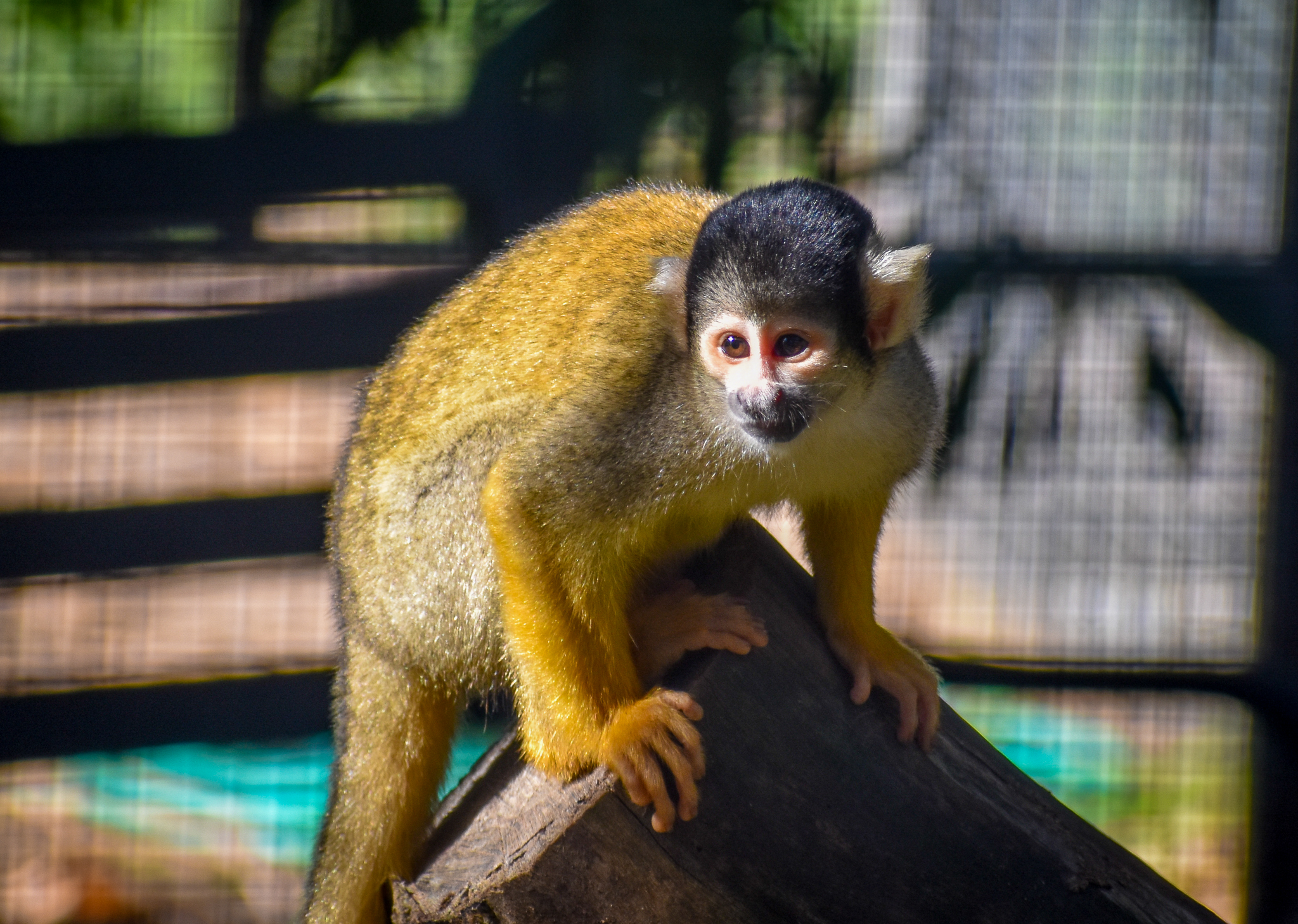 Bolivian Squirrel Monkey