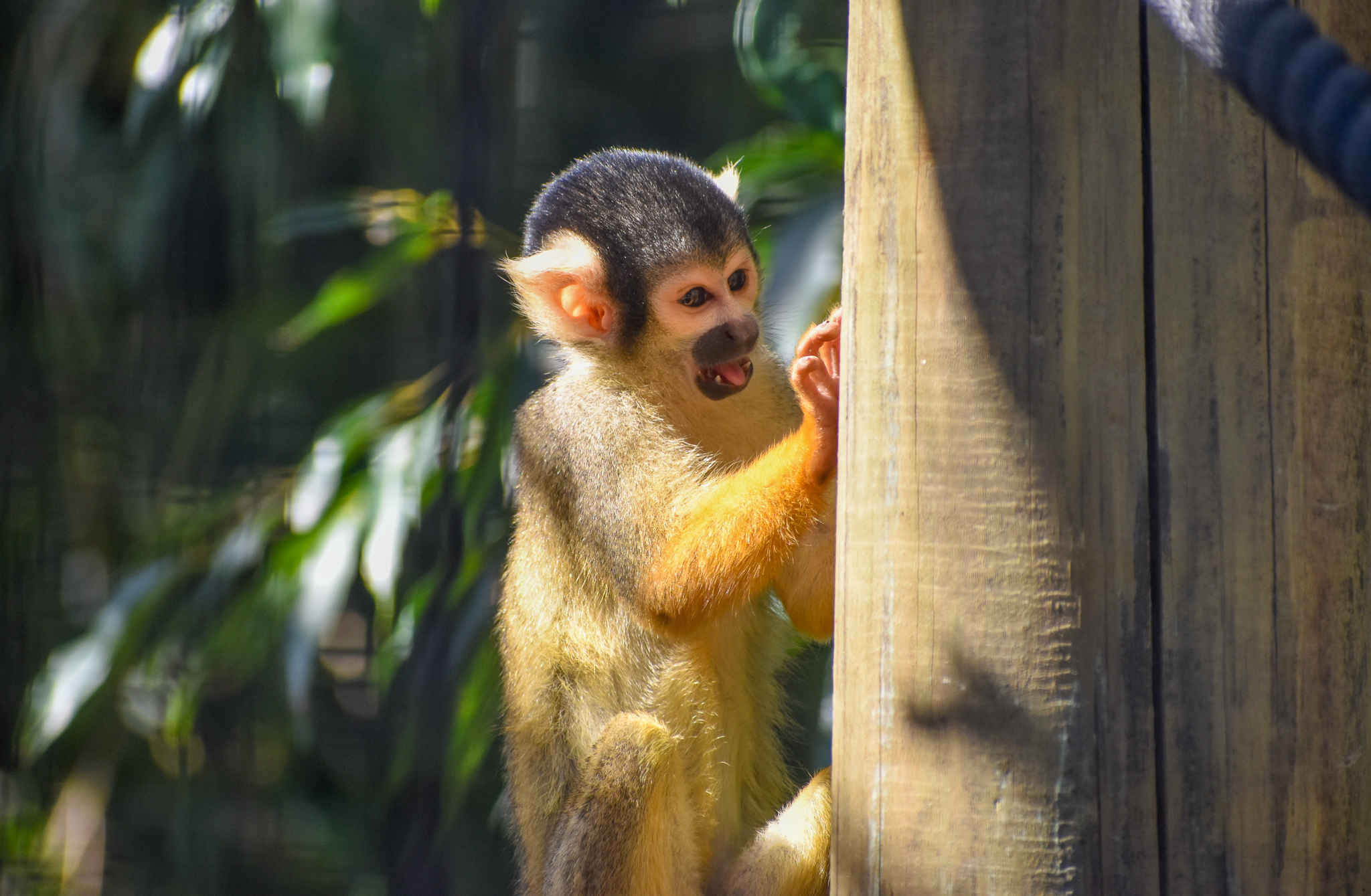 Bolivian Squirrel Monkey