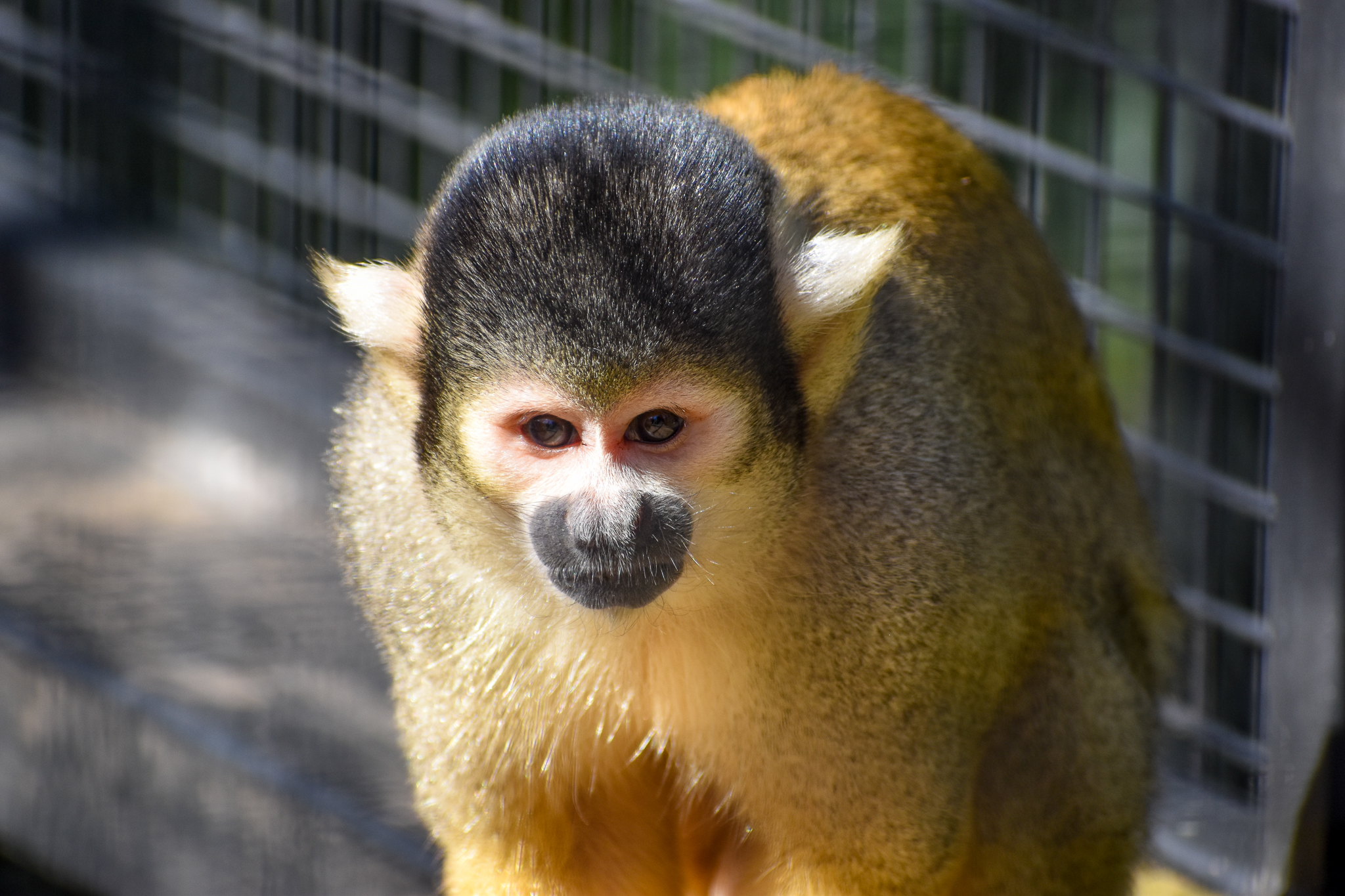 Bolivian Squirrel Monkey