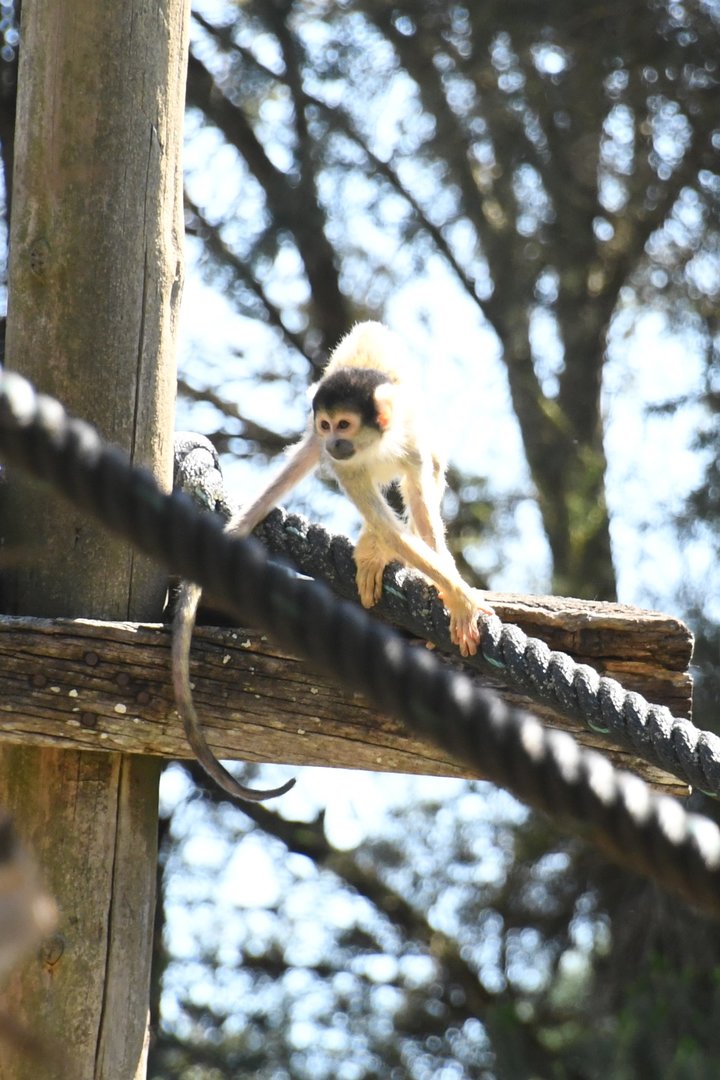 Bolivian Squirrel Monkey