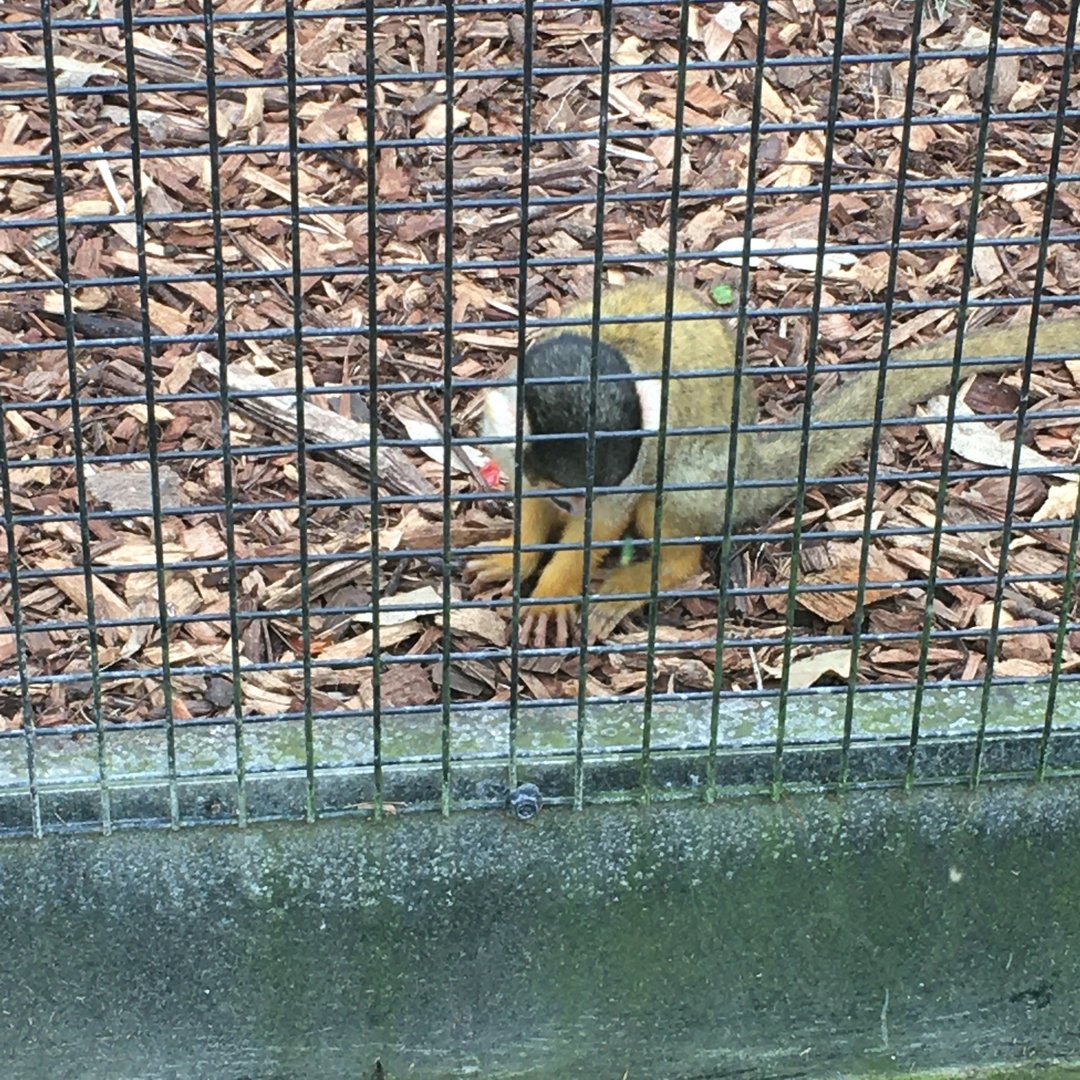 Bolivian Squirrel Monkey