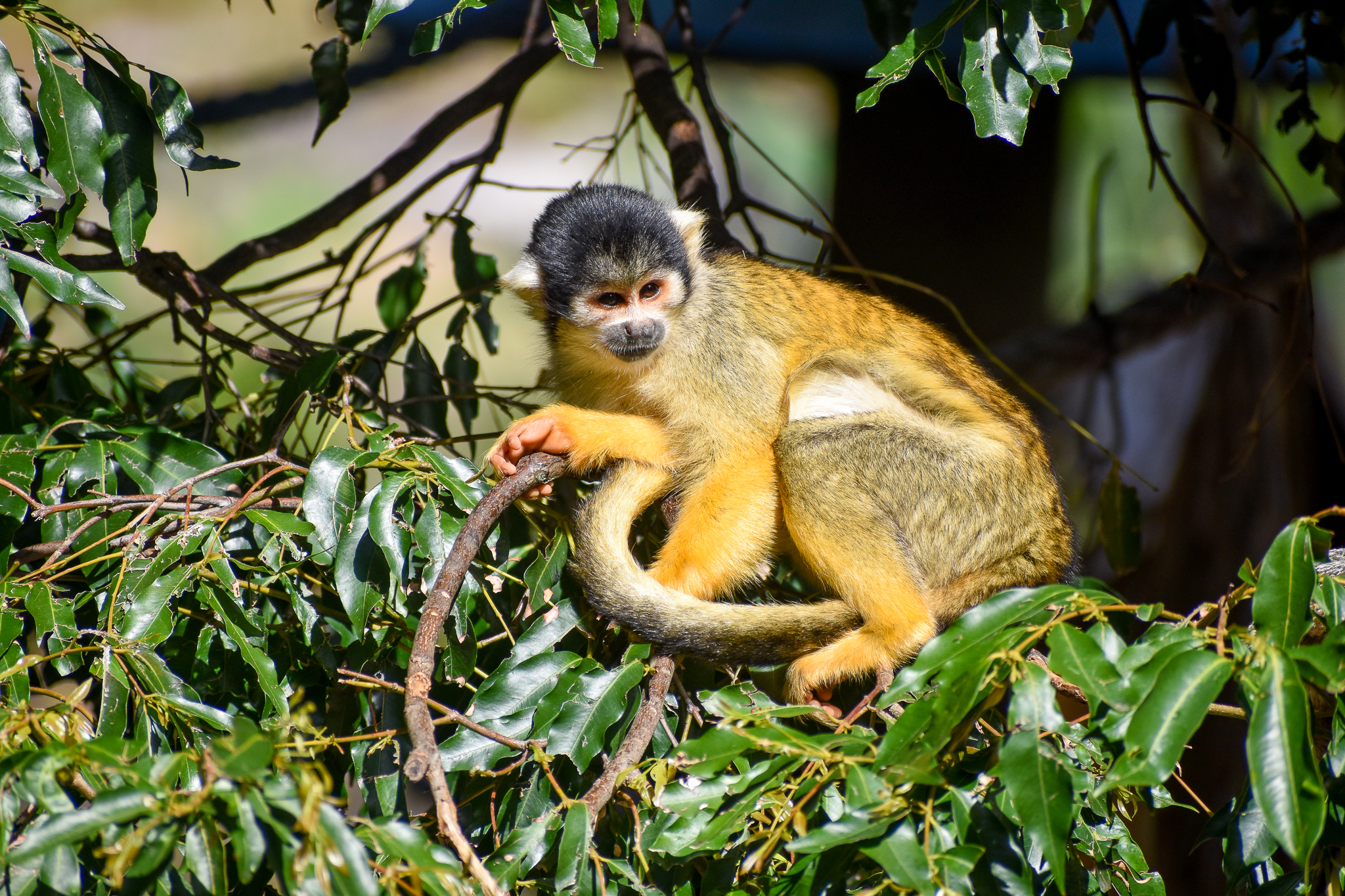 Bolivian Squirrel Monkey