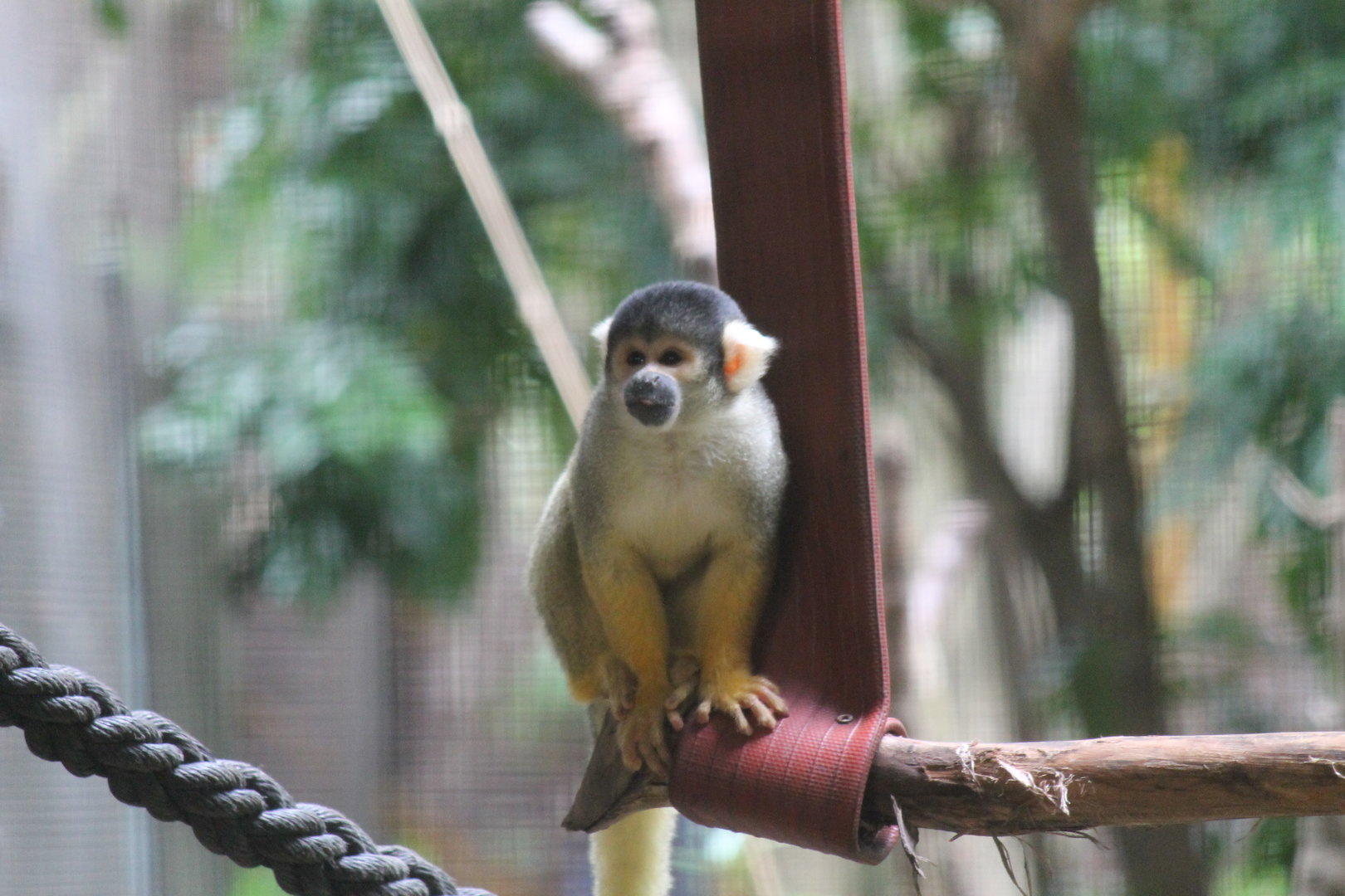 Bolivian Squirrel Monkey