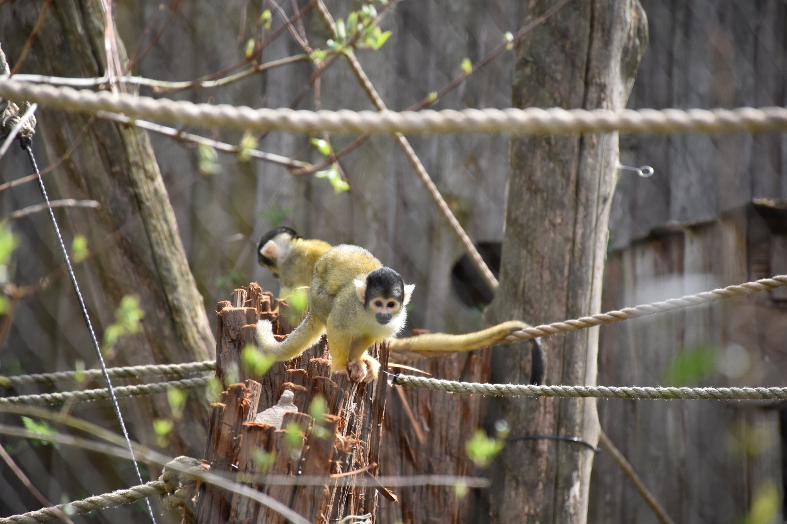 Bolivian squirrel monkey