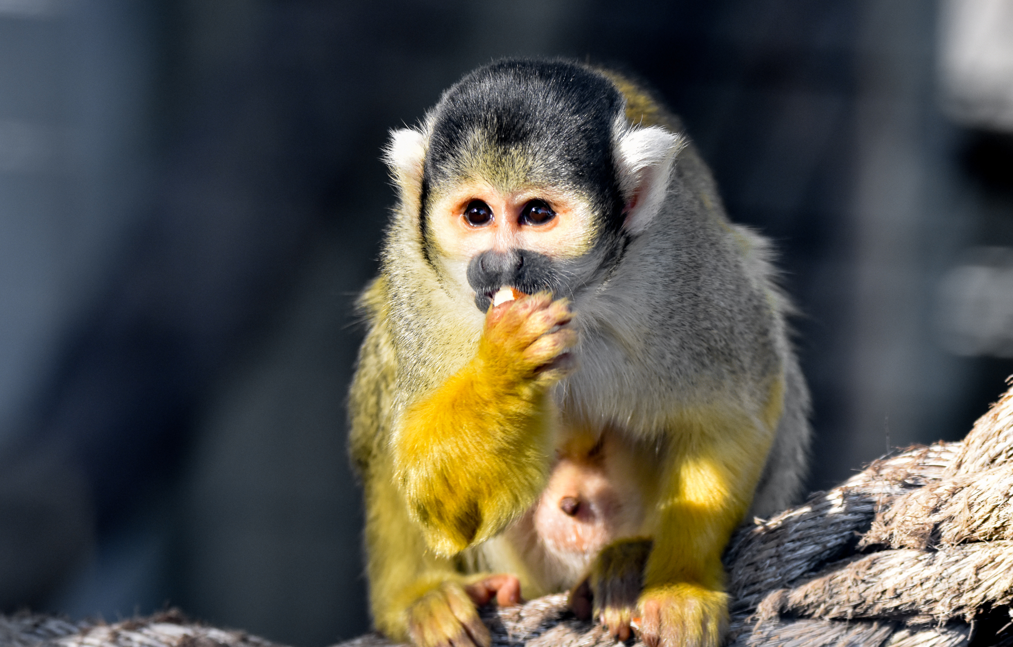 Bolivian Squirrel Monkey