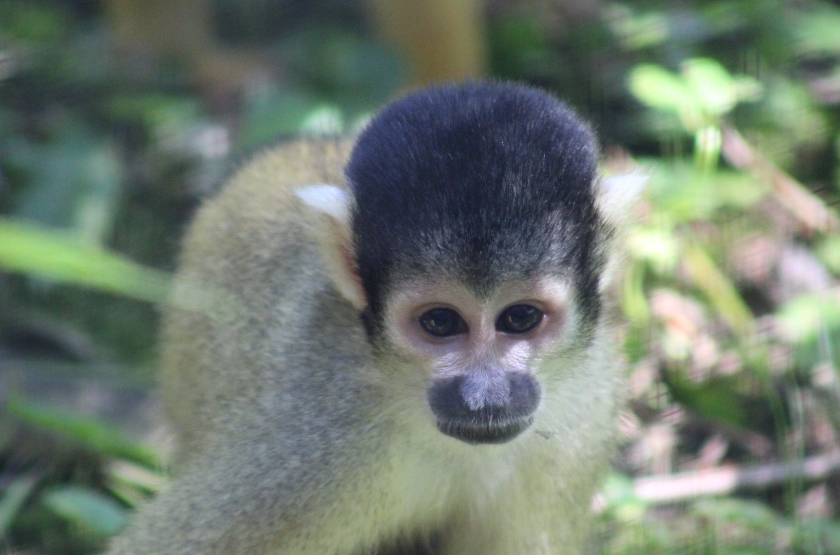 Bolivian squirrel monkey