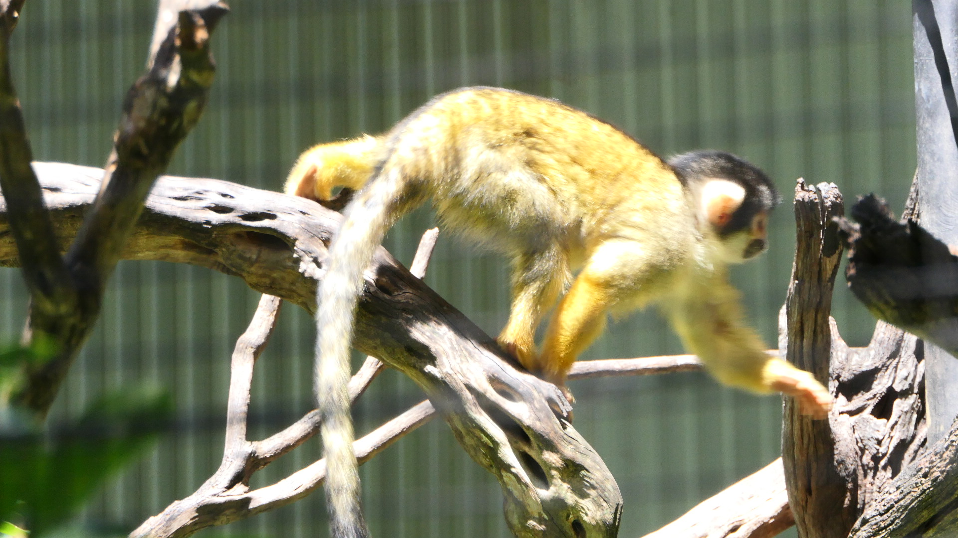 Bolivian Squirrel Monkey