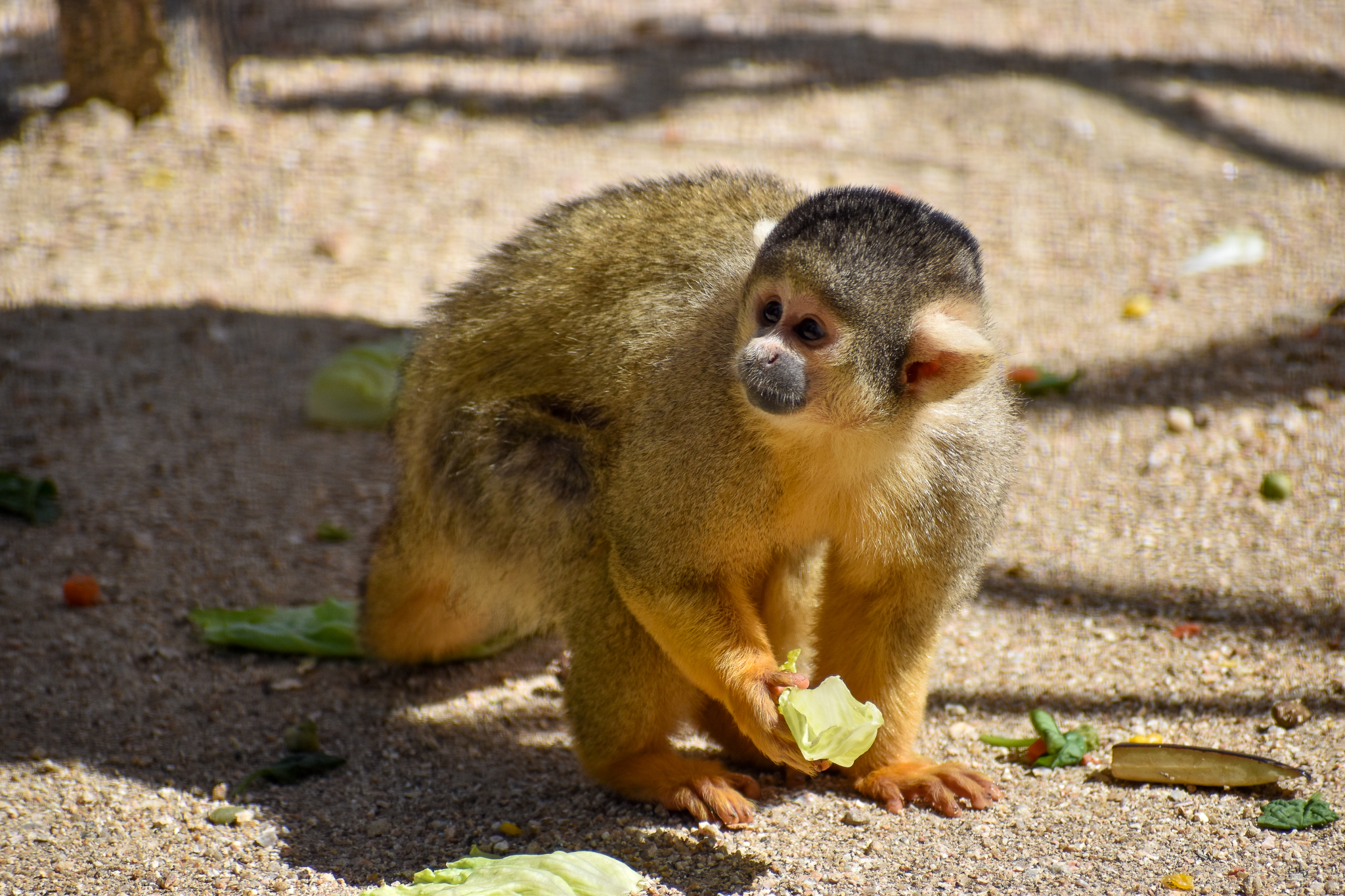 Bolivian Squirrel Monkey