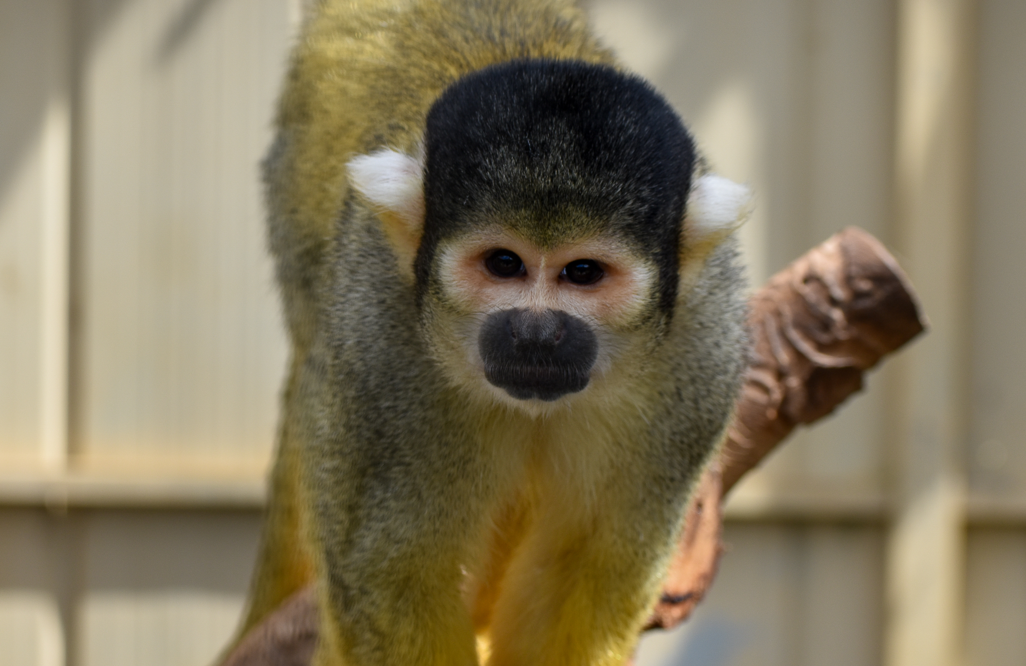 Bolivian Squirrel Monkey