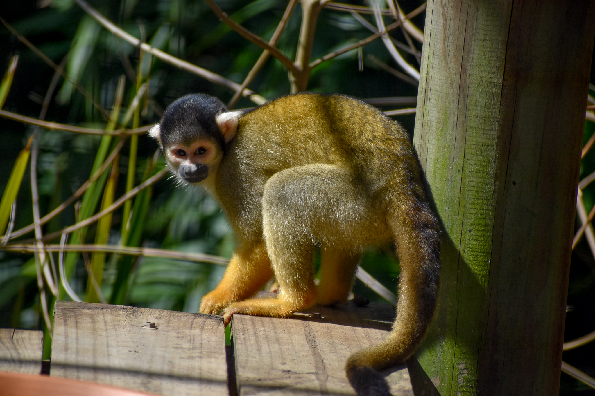Bolivian Squirrel Monkey