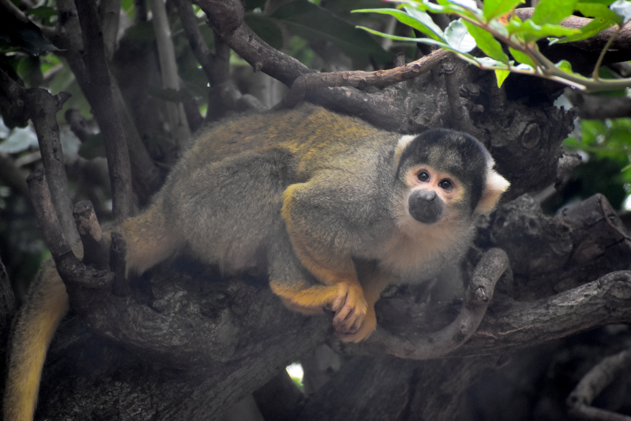 Bolivian Squirrel Monkey