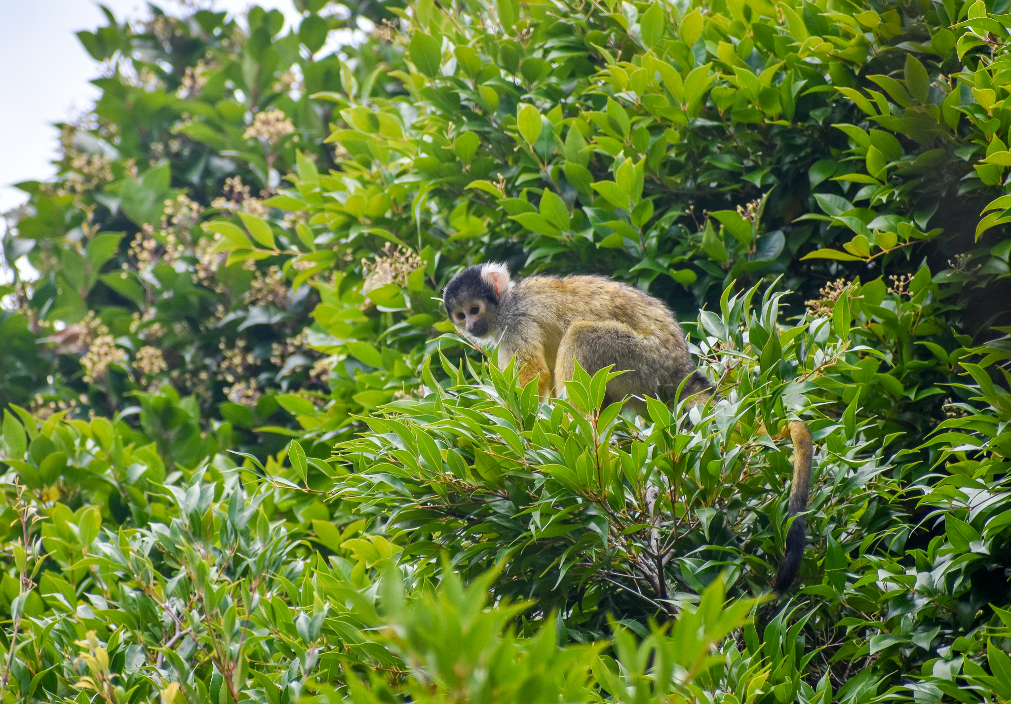 Bolivian Squirrel Monkey