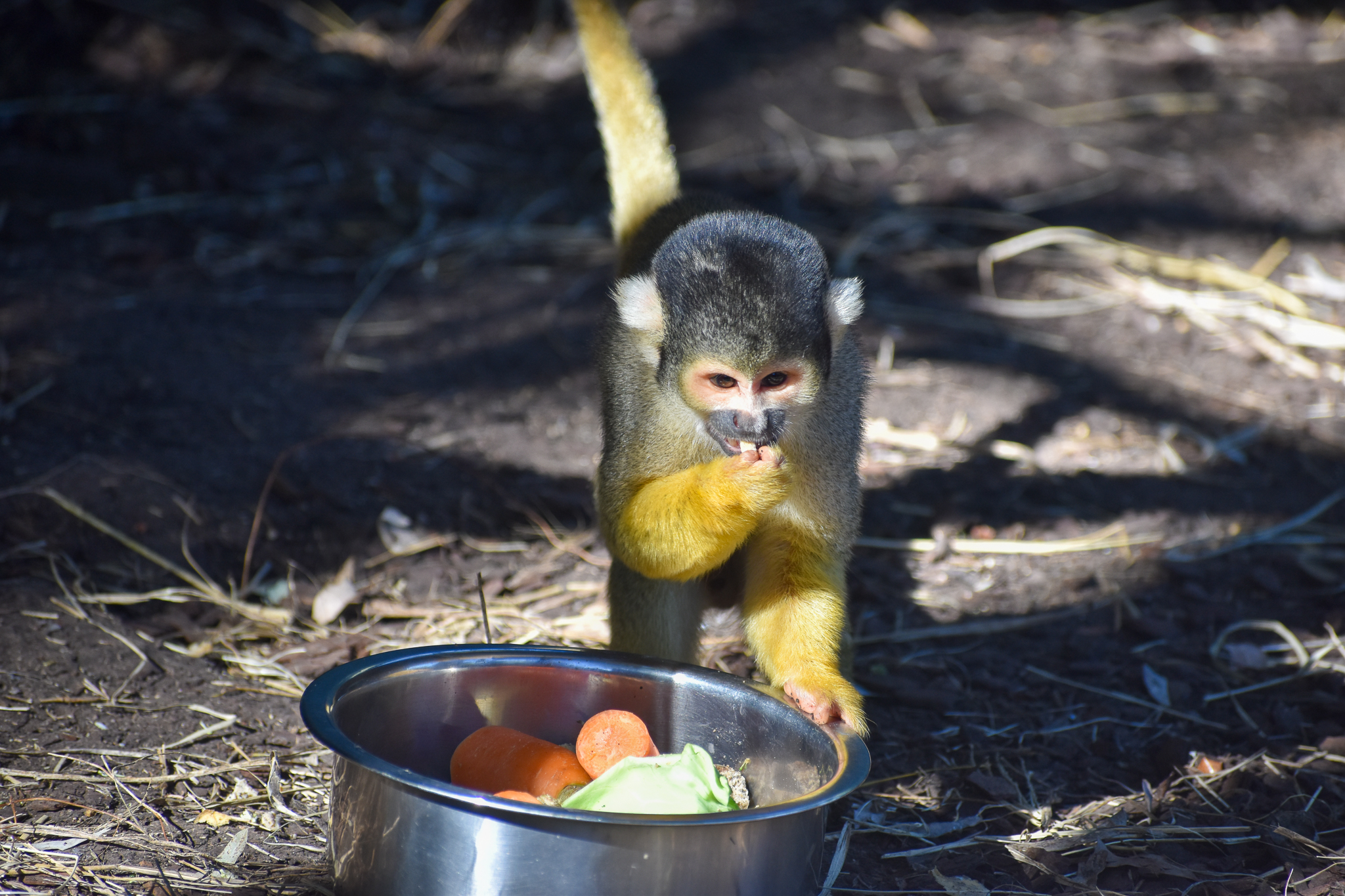 Bolivian Squirrel Monkey
