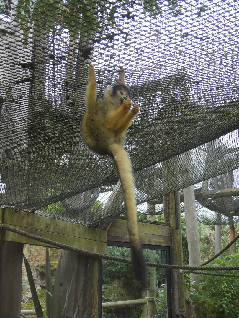 Bolivian squirrel monkey