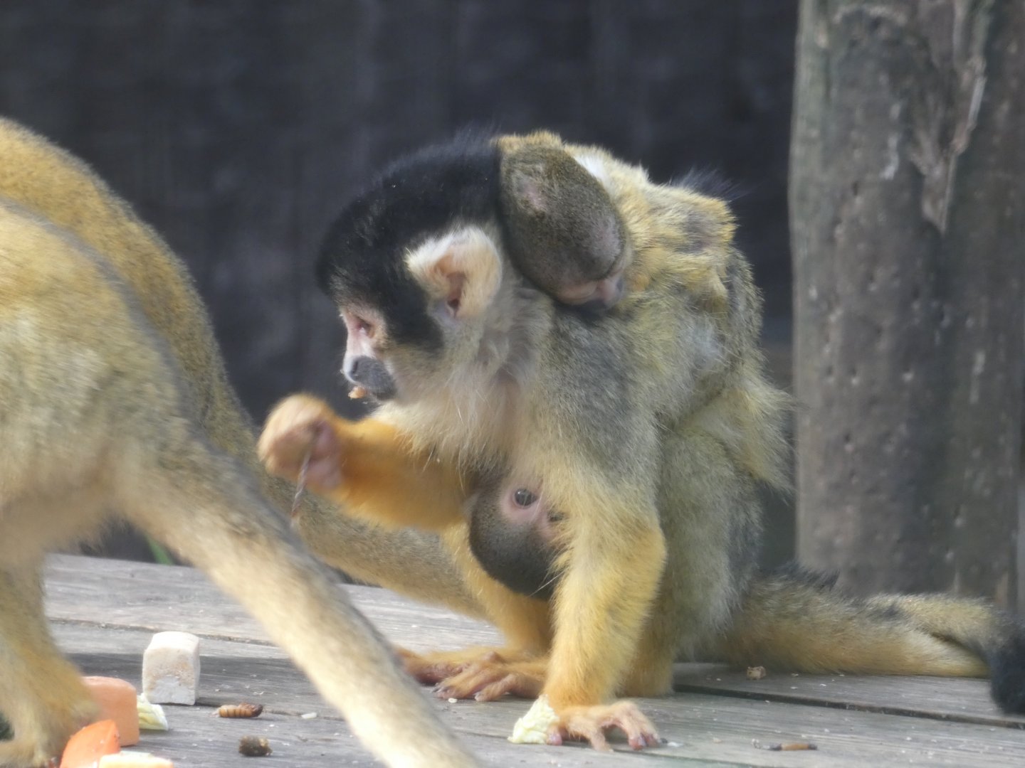 Bolivian squirrel monkey