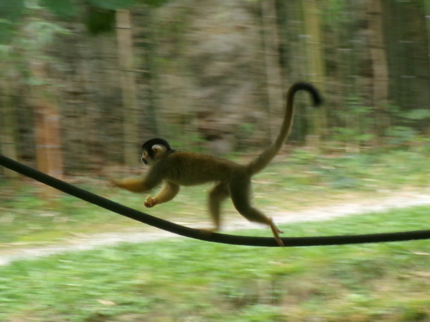 Bolivian squirrel monkey