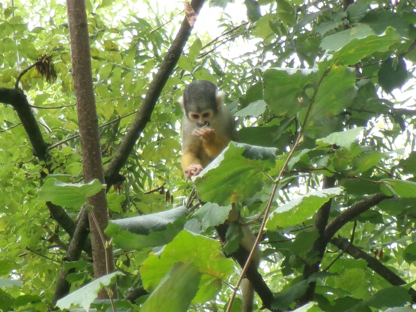 Bolivian squirrel monkey
