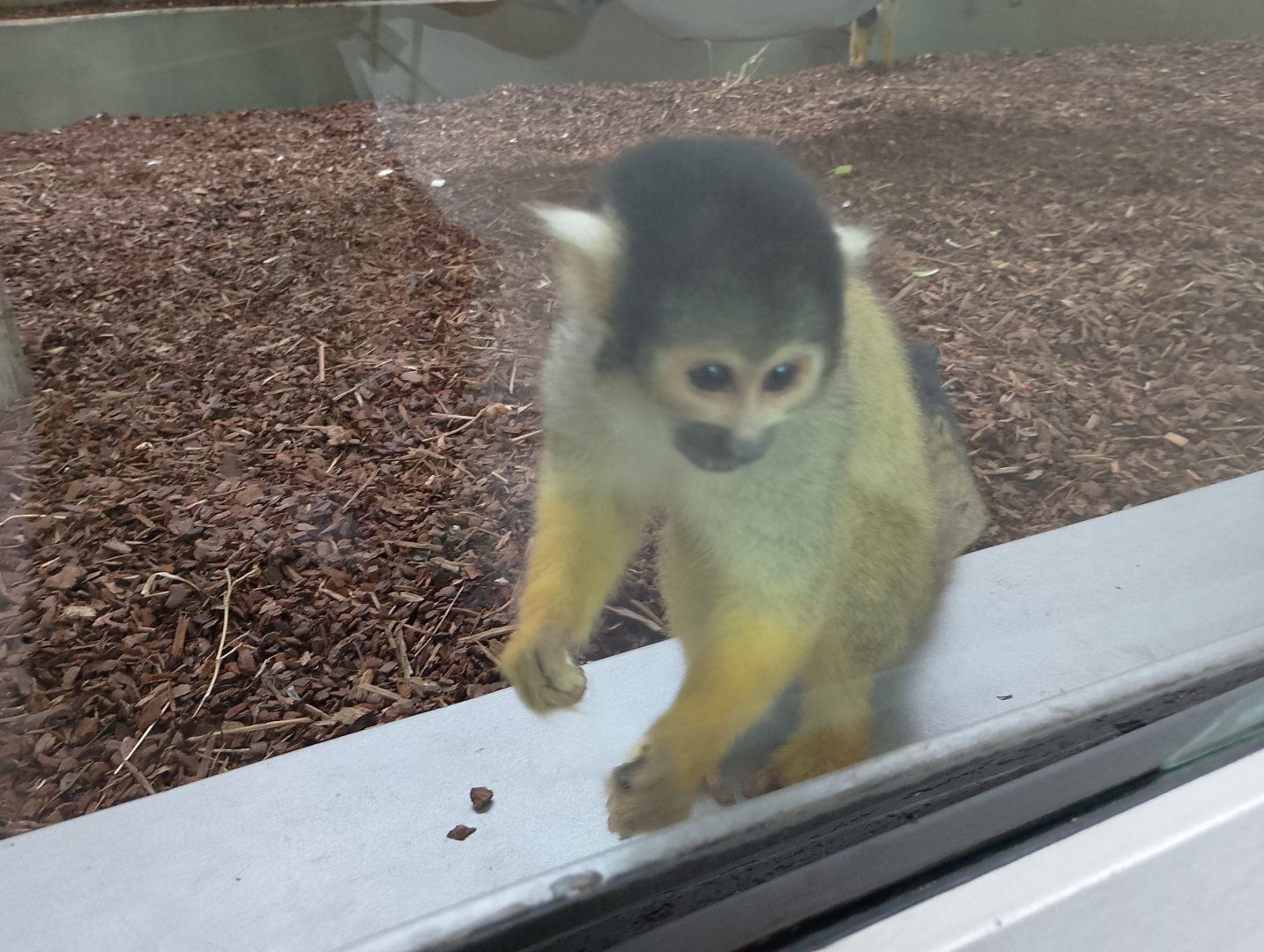 Bolivian squirrel monkey
