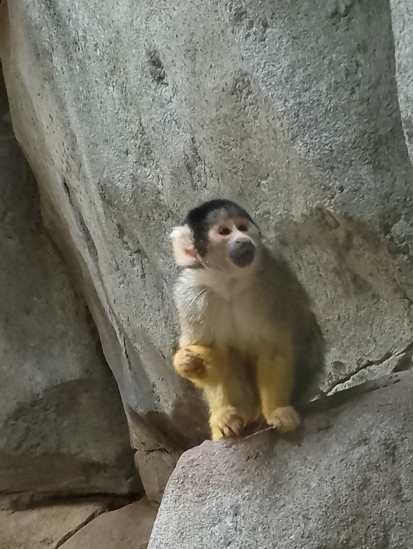 Bolivian squirrel monkey