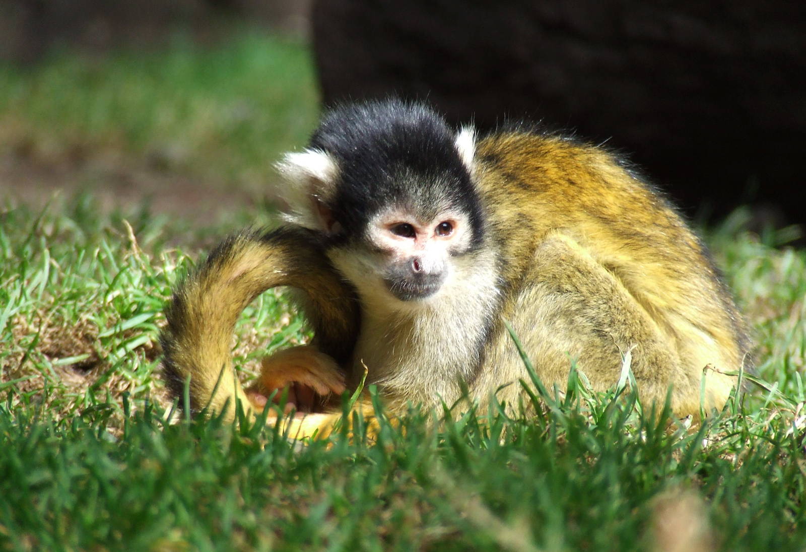 Bolivian Squirrel Monkey