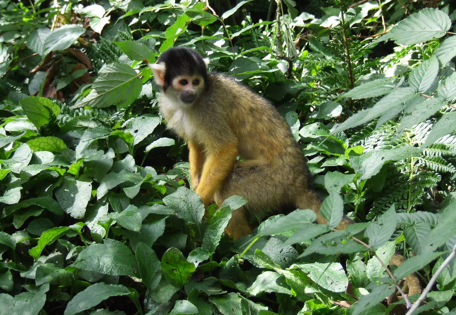 Bolivian Squirrel Monkey