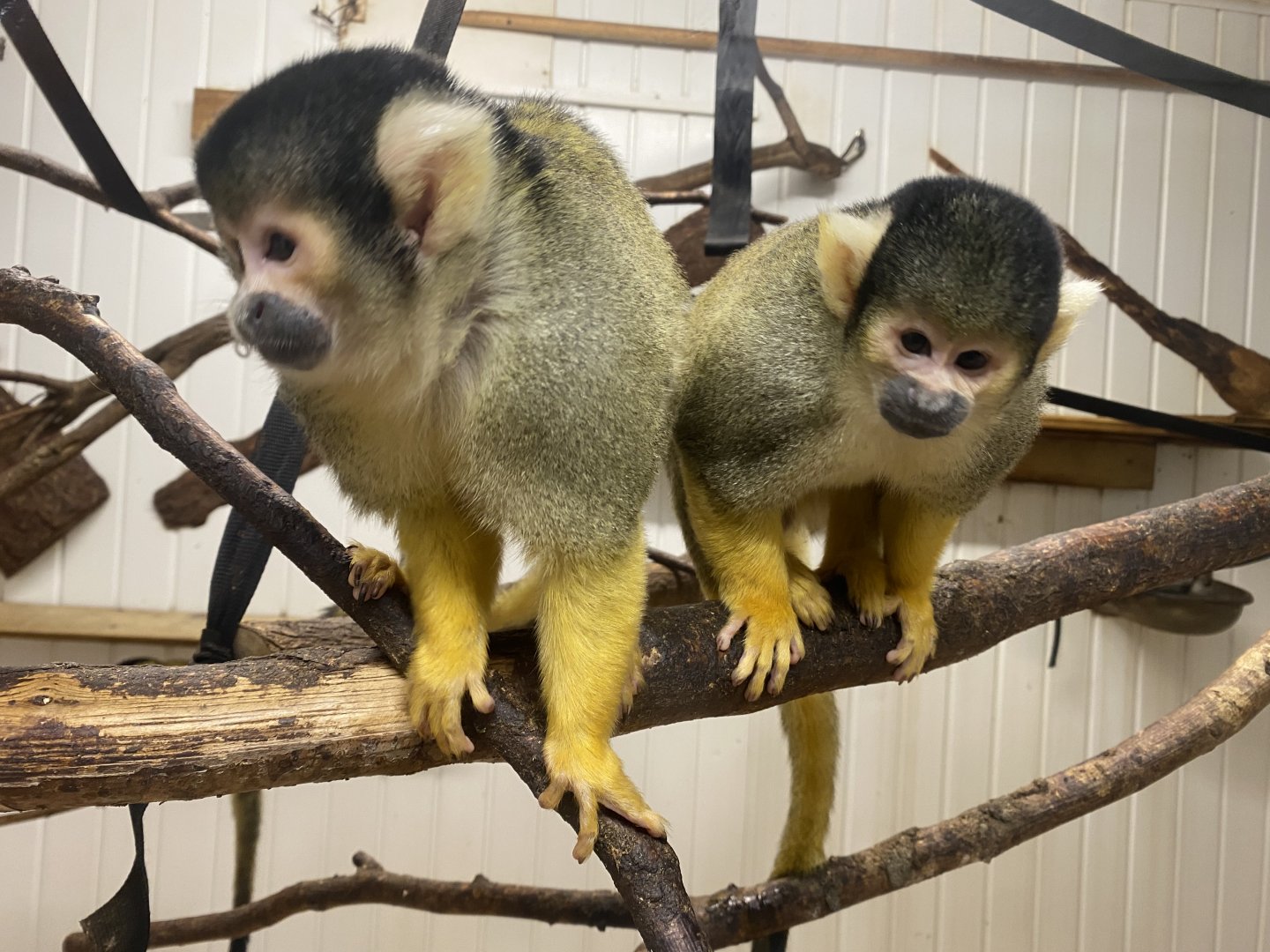 Bolivian squirrel monkeys 170224