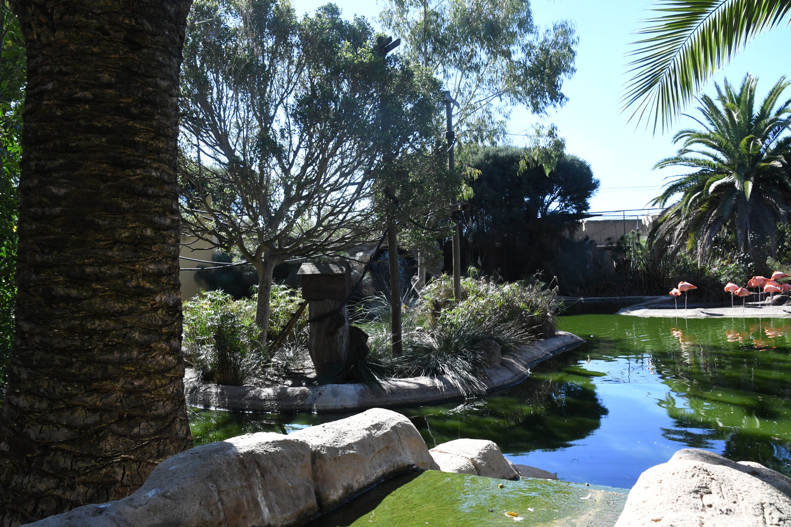 Bolivian Squirrel Monkeys Island