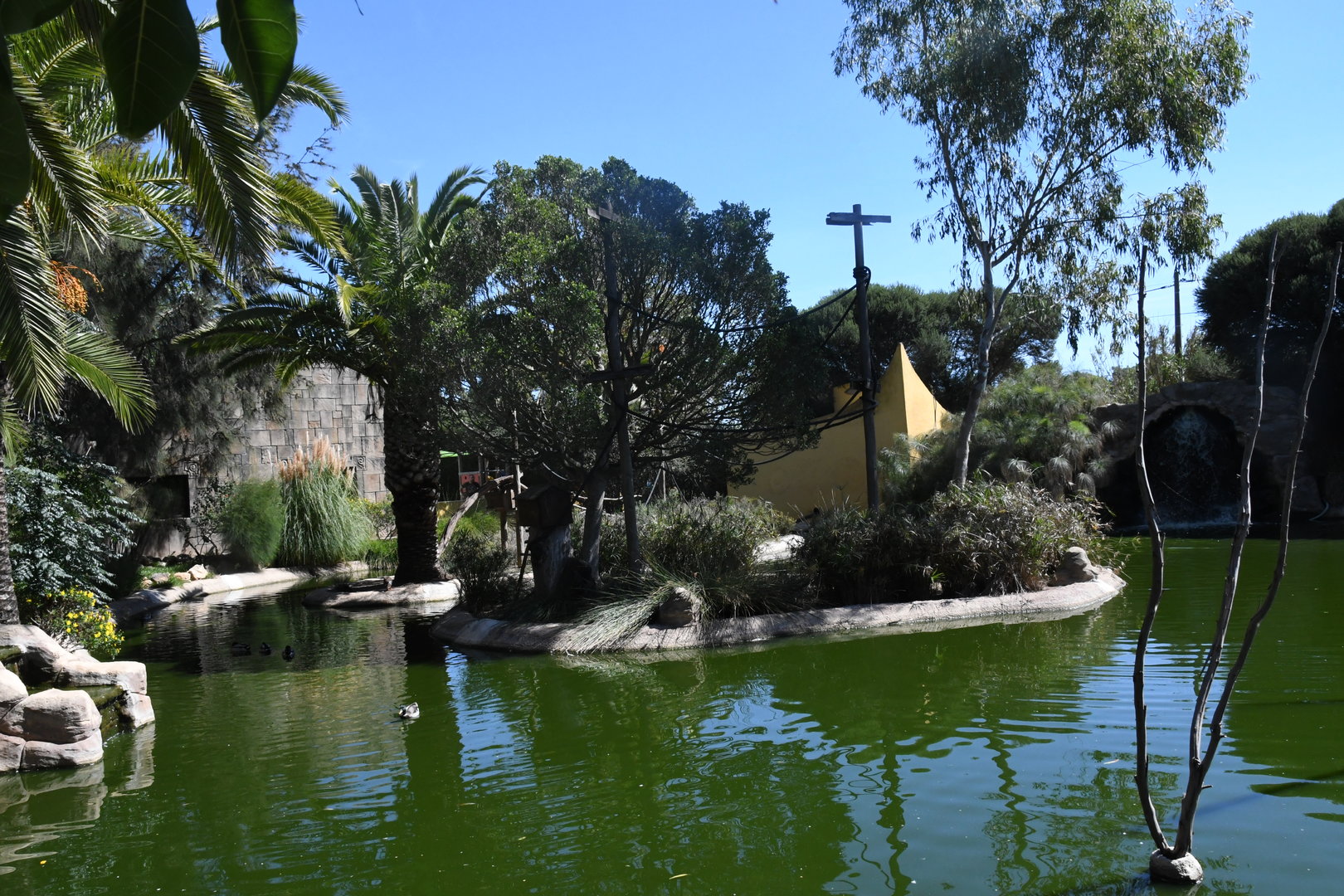 Bolivian Squirrel Monkeys Island