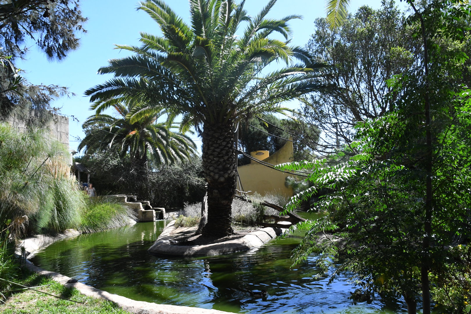 Bolivian Squirrel Monkeys Island