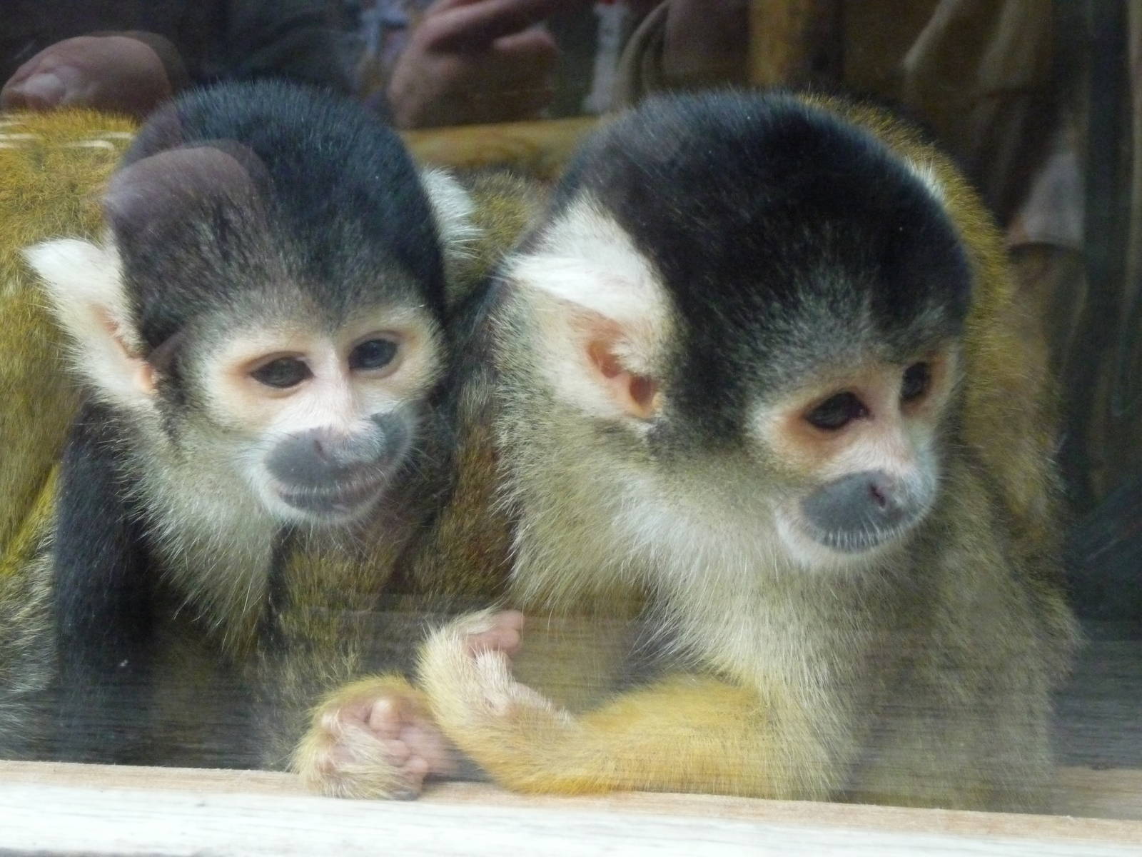 bolivian squirrel monkeys london zoo