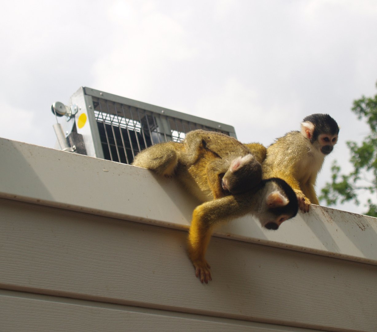 Bolivian squirrel monkeys (Saimiri boliviensis boliviensis), 2006-07-08