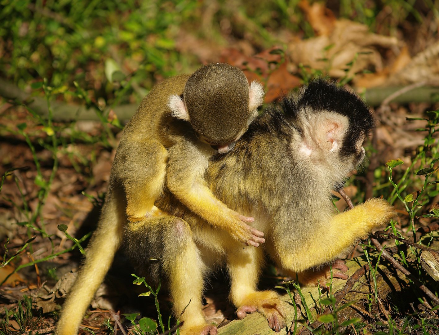 Bolivian squirrel monkeys (Saimiri boliviensis boliviensis), 2007-09-16