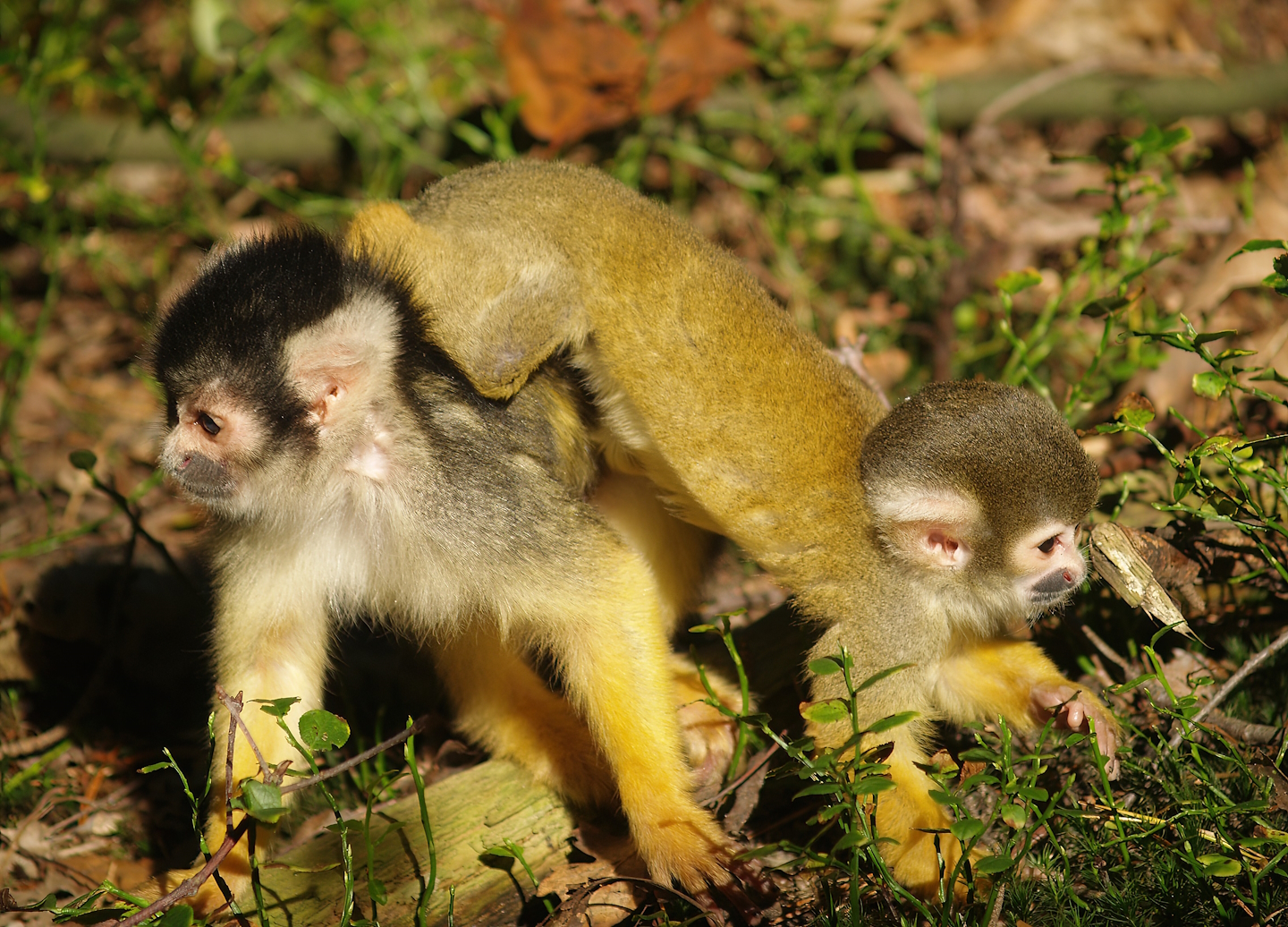 Bolivian squirrel monkeys (Saimiri boliviensis boliviensis), 2007-09-16