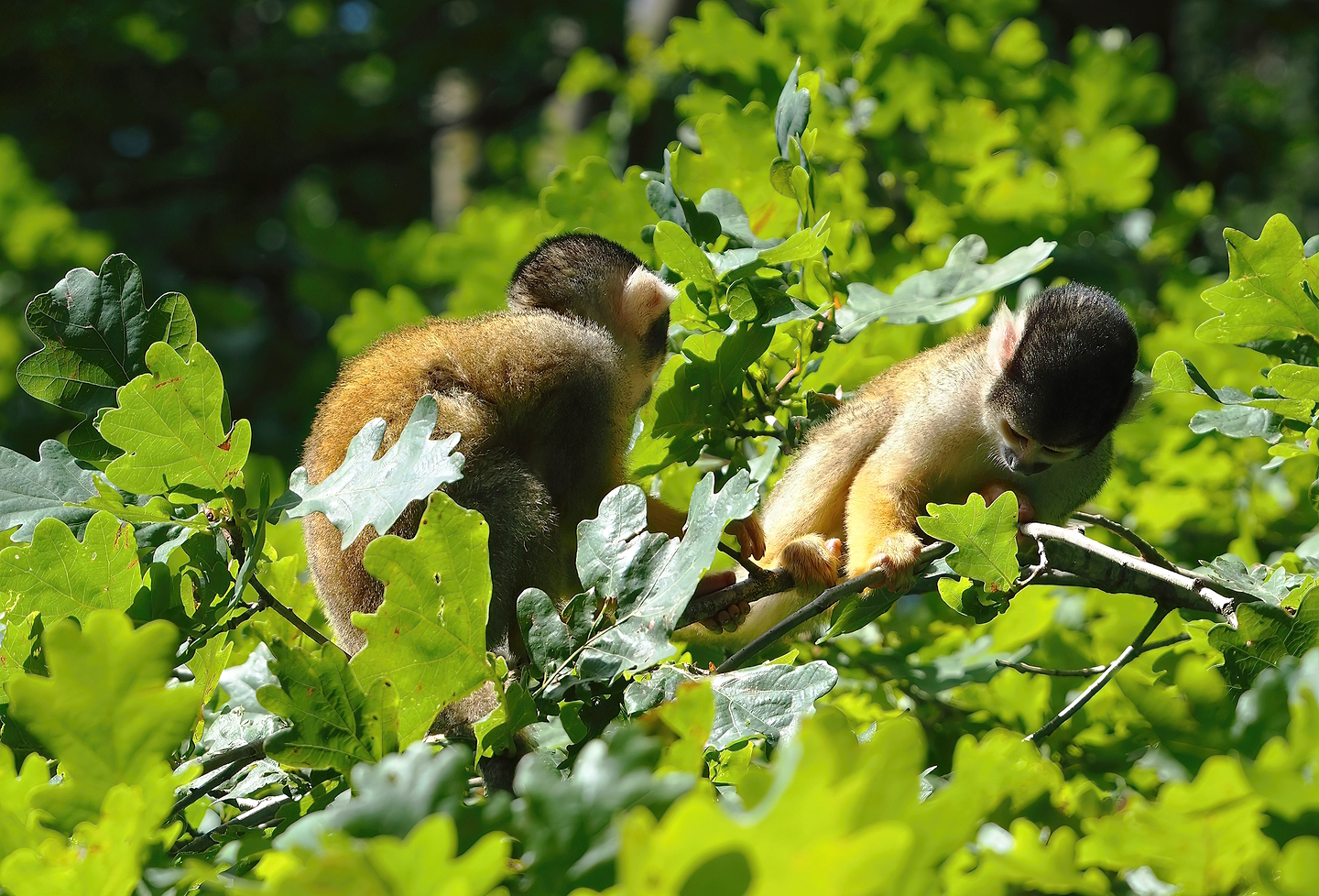Bolivian squirrel monkeys (Saimiri boliviensis boliviensis), 2022-08-20