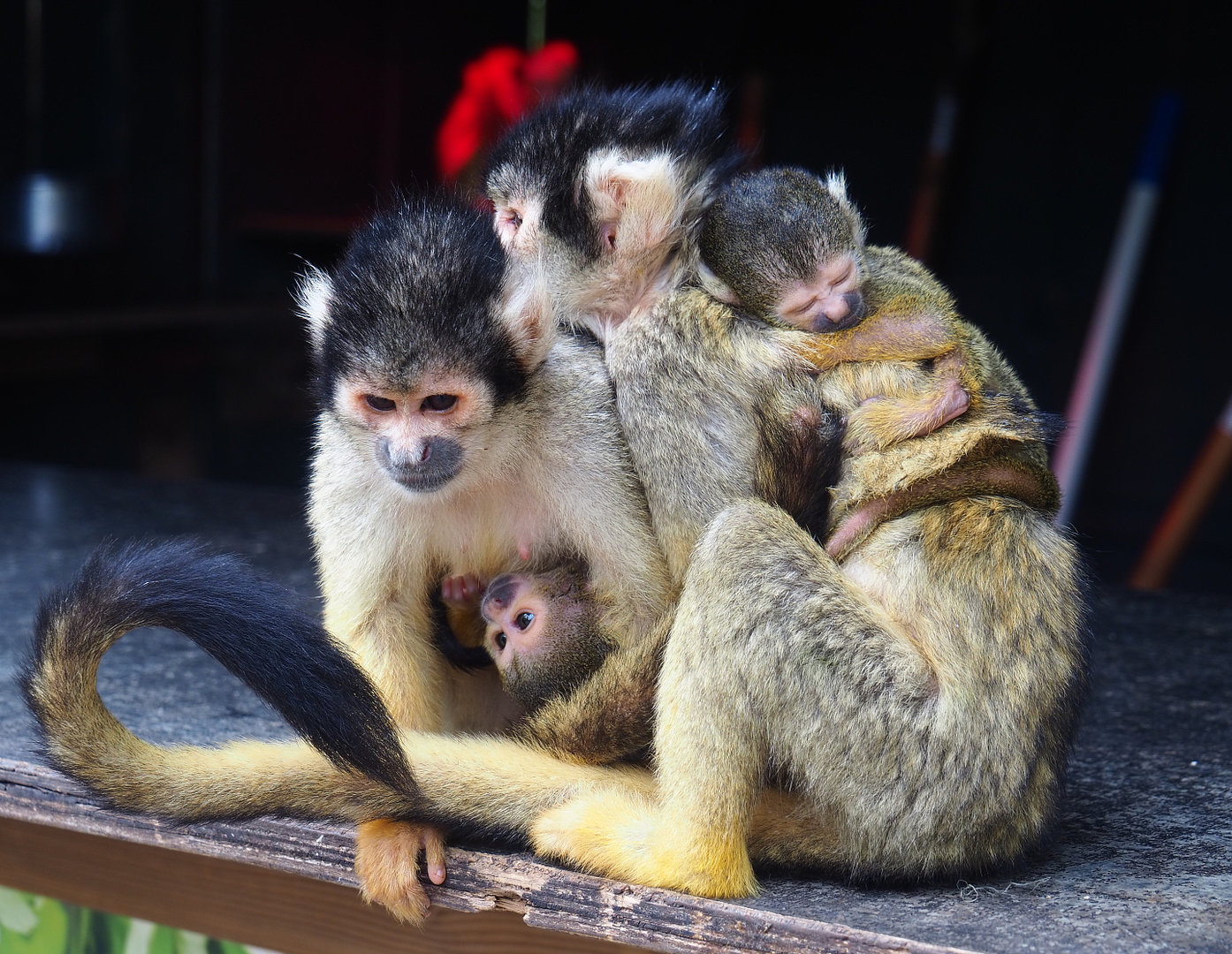 Bolivian squirrel monkeys (Saimiri boliviensis boliviensis), 2022-09-15
