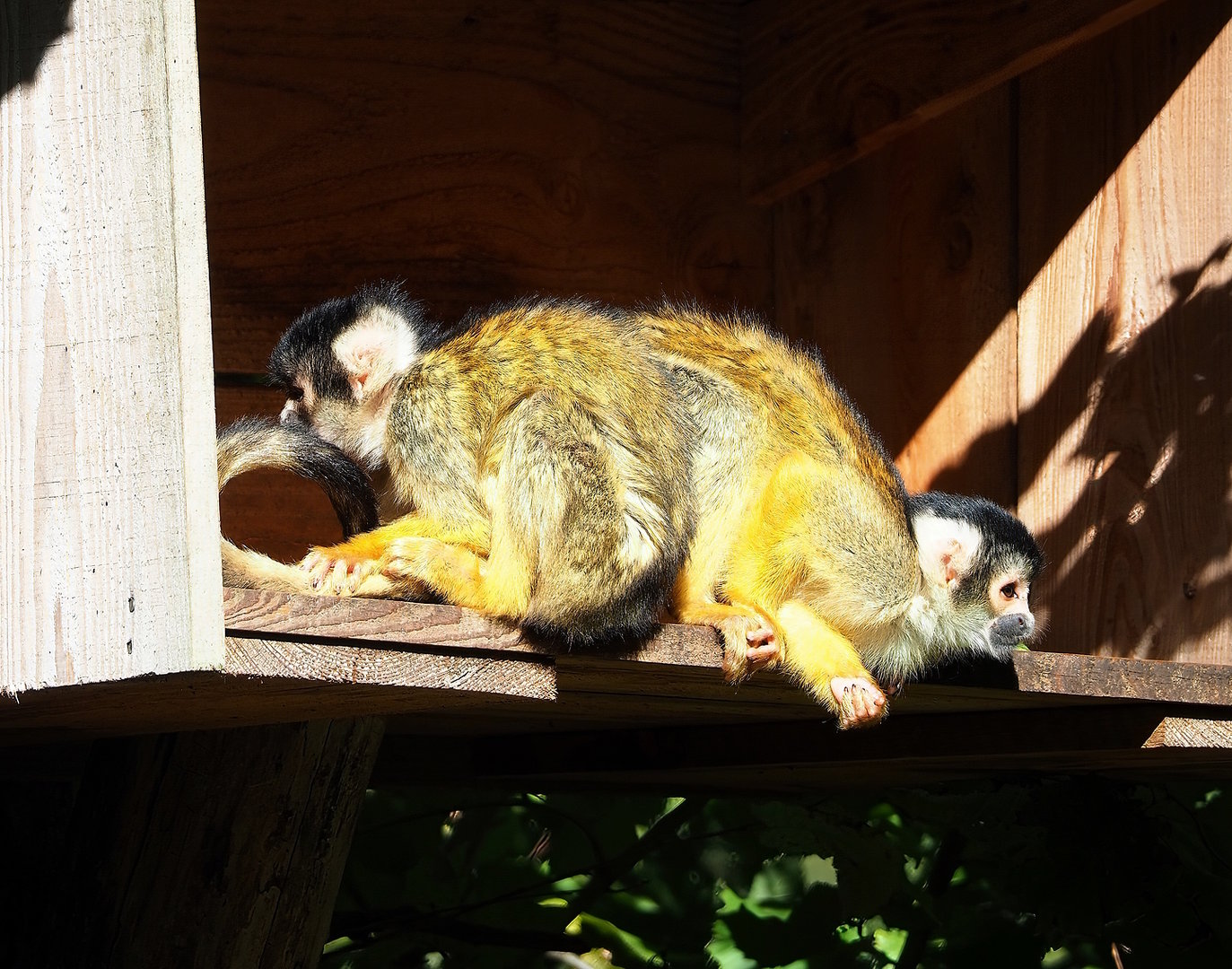 Bolivian squirrel monkeys (Saimiri boliviensis boliviensis), 2022-10-09