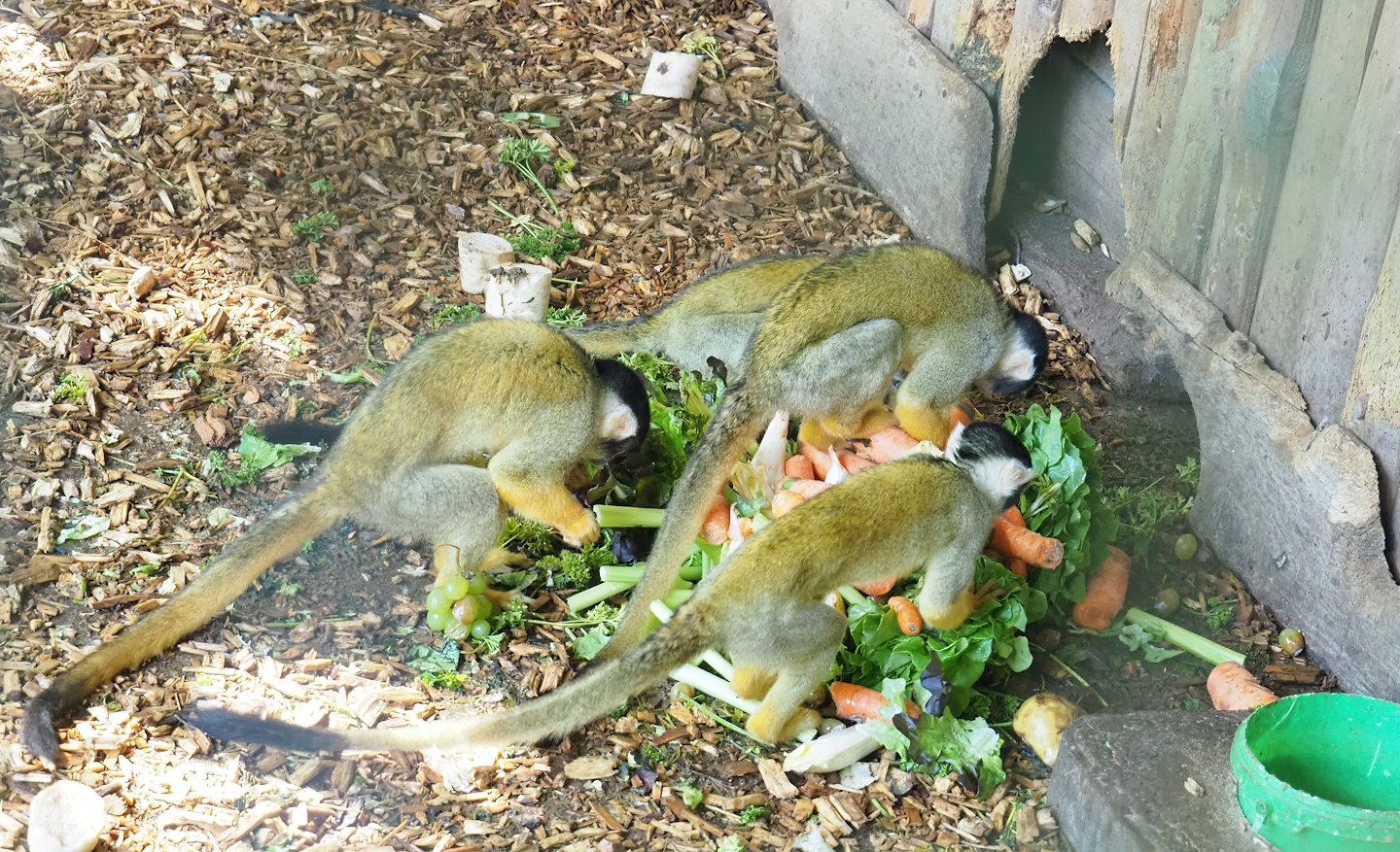Bolivian squirrel monkeys (Saimiri boliviensis boliviensis), 2023-06-24