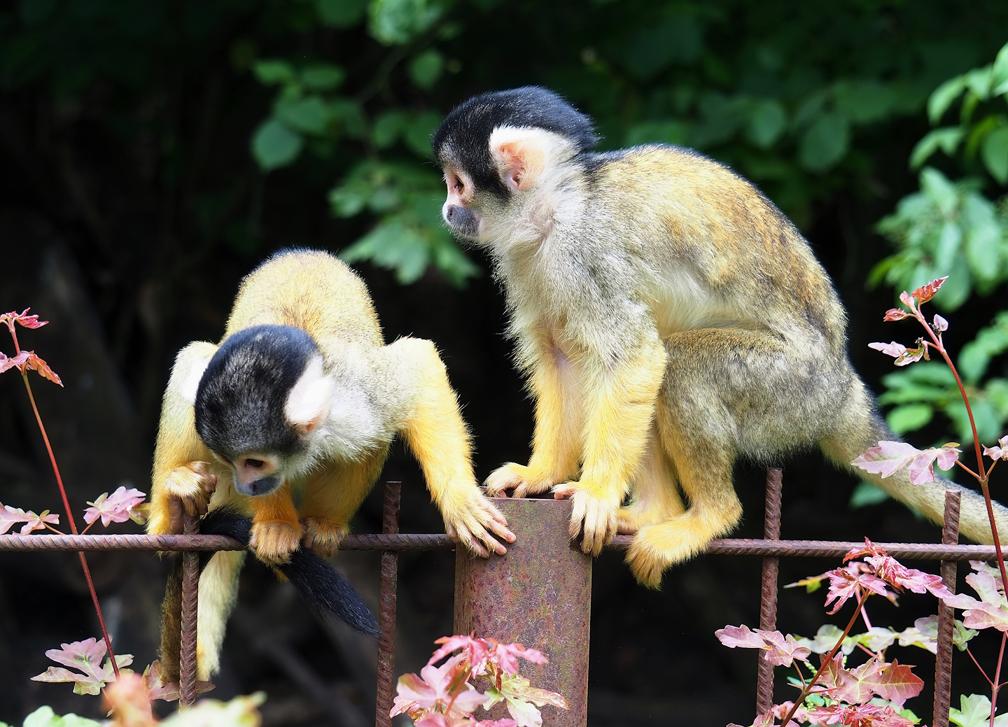 Bolivian squirrel monkeys (Saimiri boliviensis boliviensis), 2023-07-18