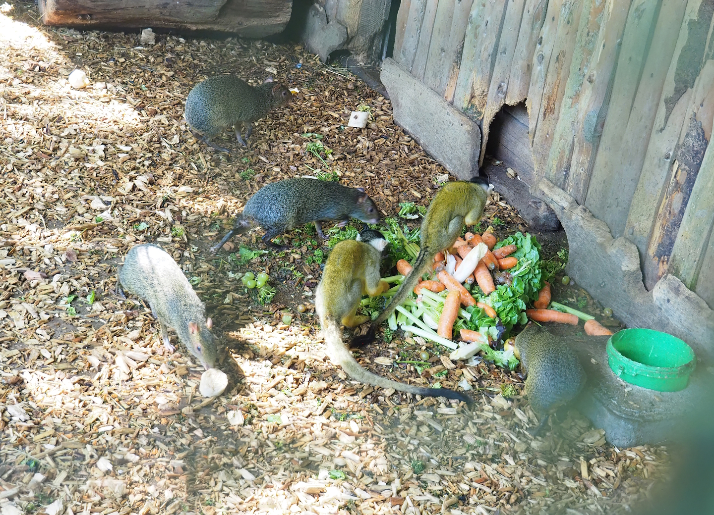 Bolivian squirrel monkeys (Saimiri boliviensis boliviensis) and Central American agoutis (Dasyprocta punctata), 2023-06-24