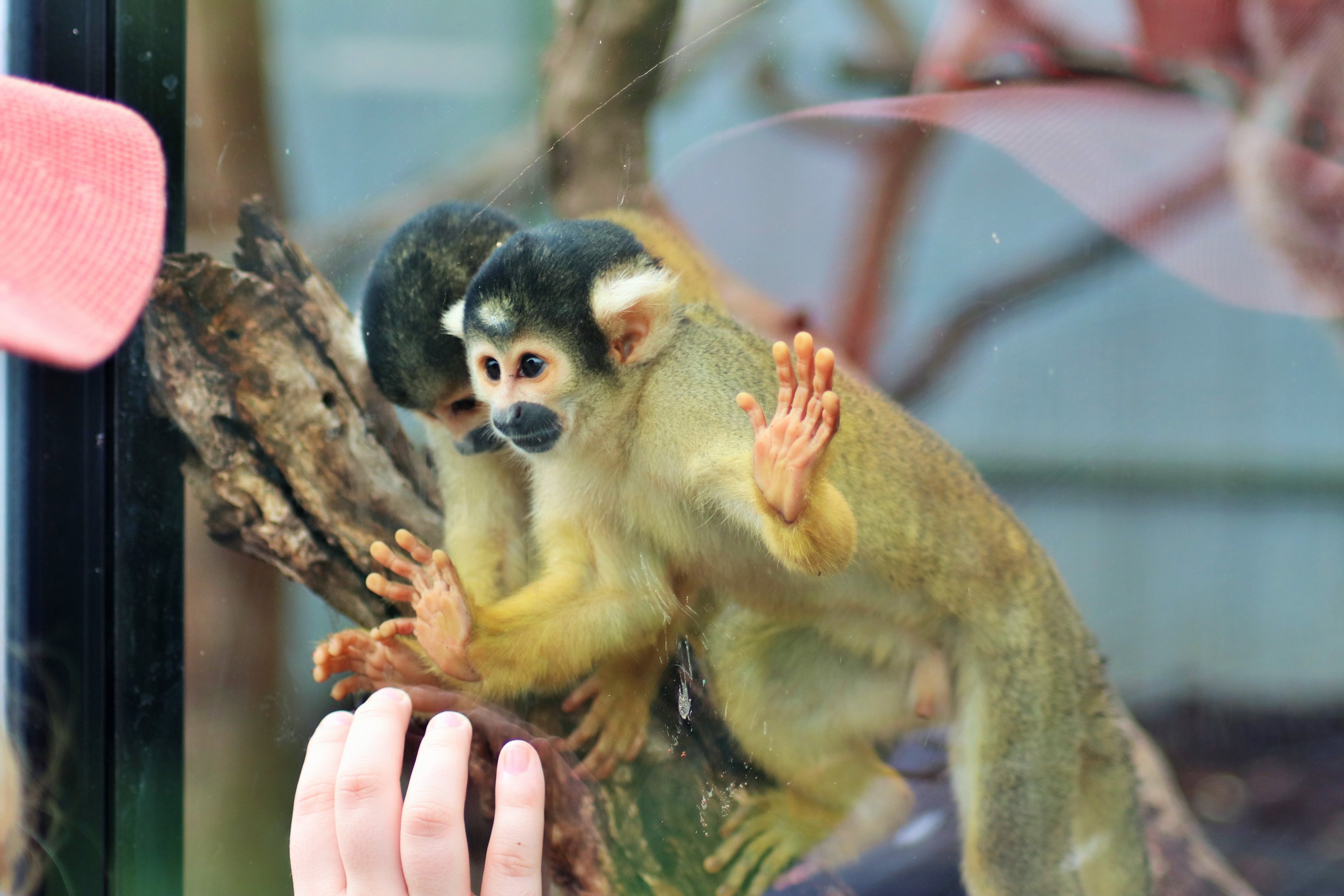 Bolivian Squirrel Monkeys (Saimiri boliviensis boliviensis)