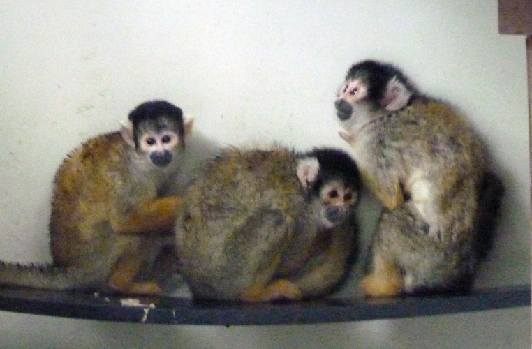 Bolivian squirrel monkeys (Saimiri boliviensis)