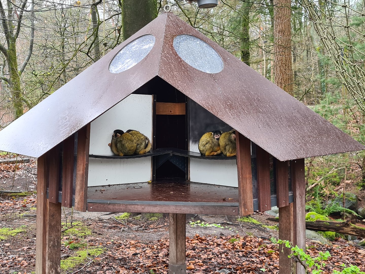 Bolivian squirrel monkeys taking shelter from the rain