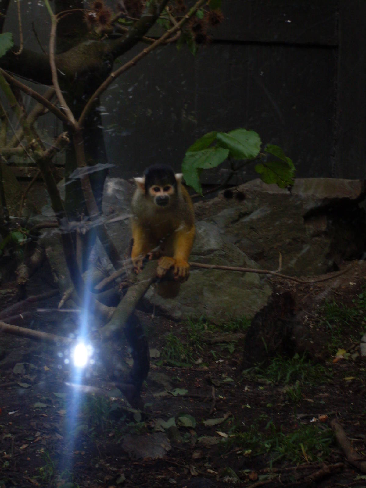 Bolivian Squirrel Monkeys