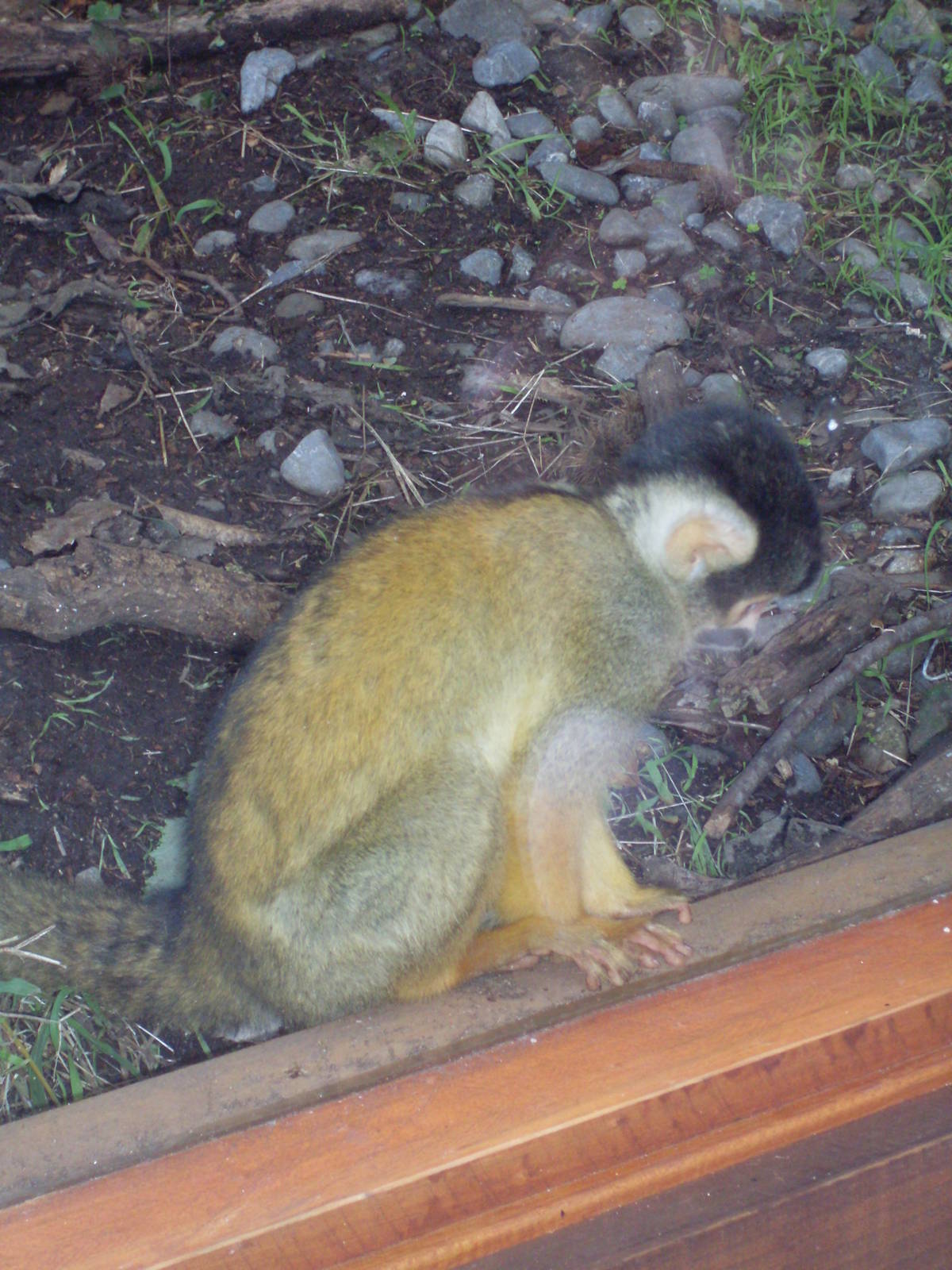 Bolivian Squirrel Monkeys