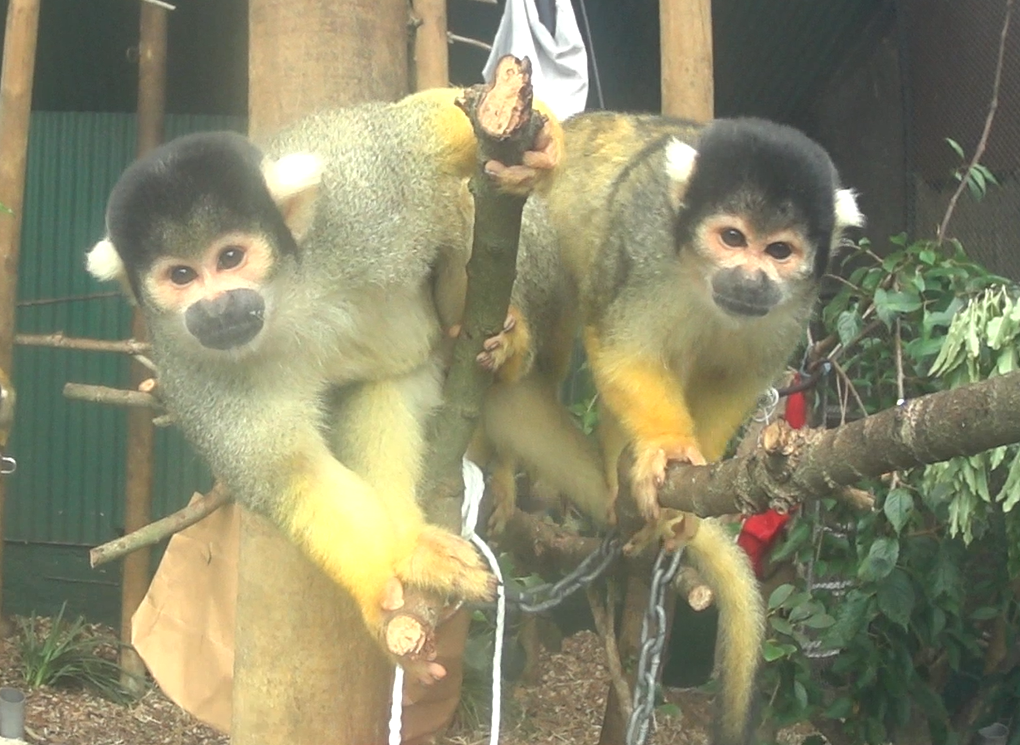 Bolivian Squirrel Monkeys