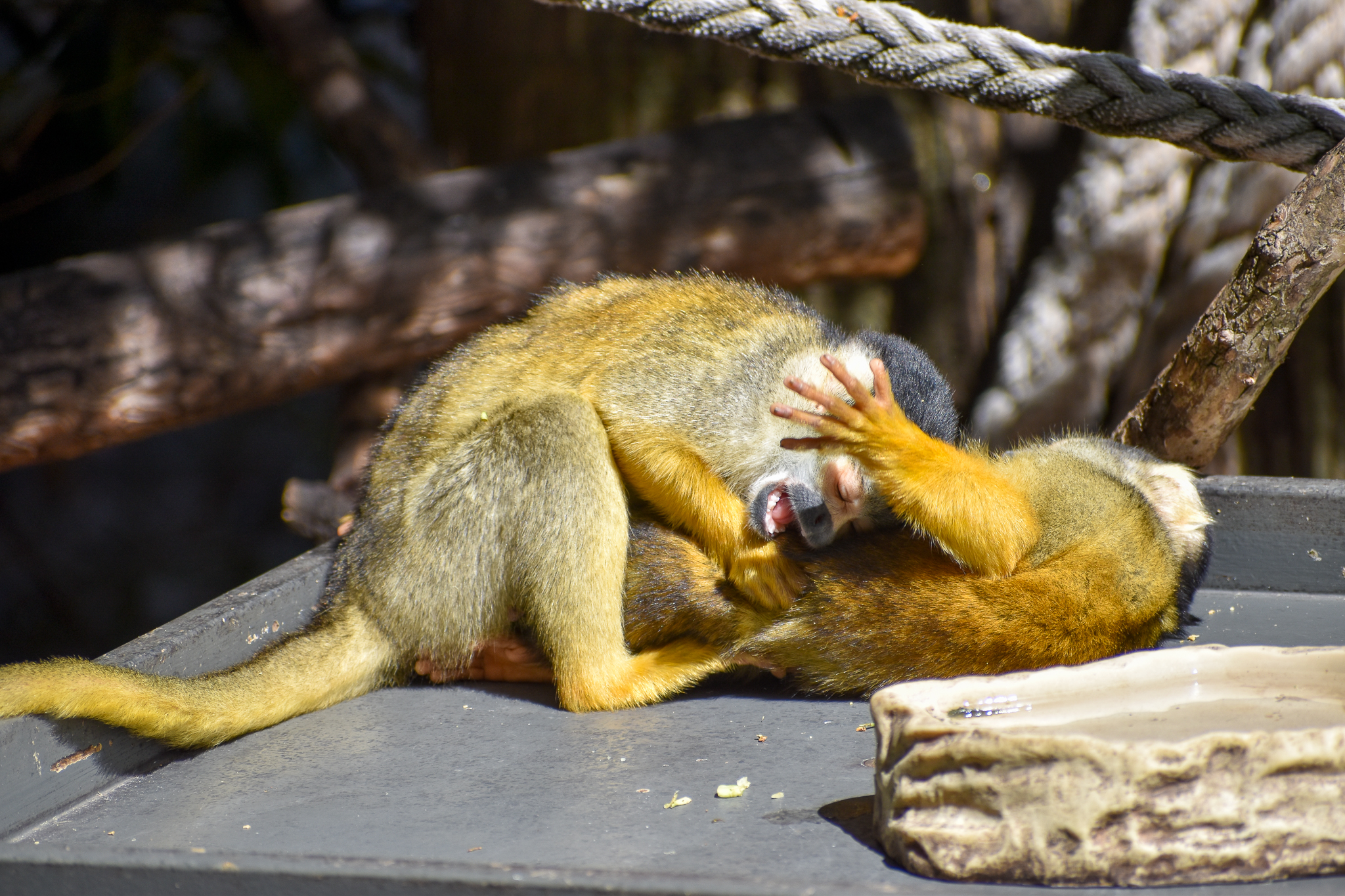 Bolivian Squirrel Monkeys
