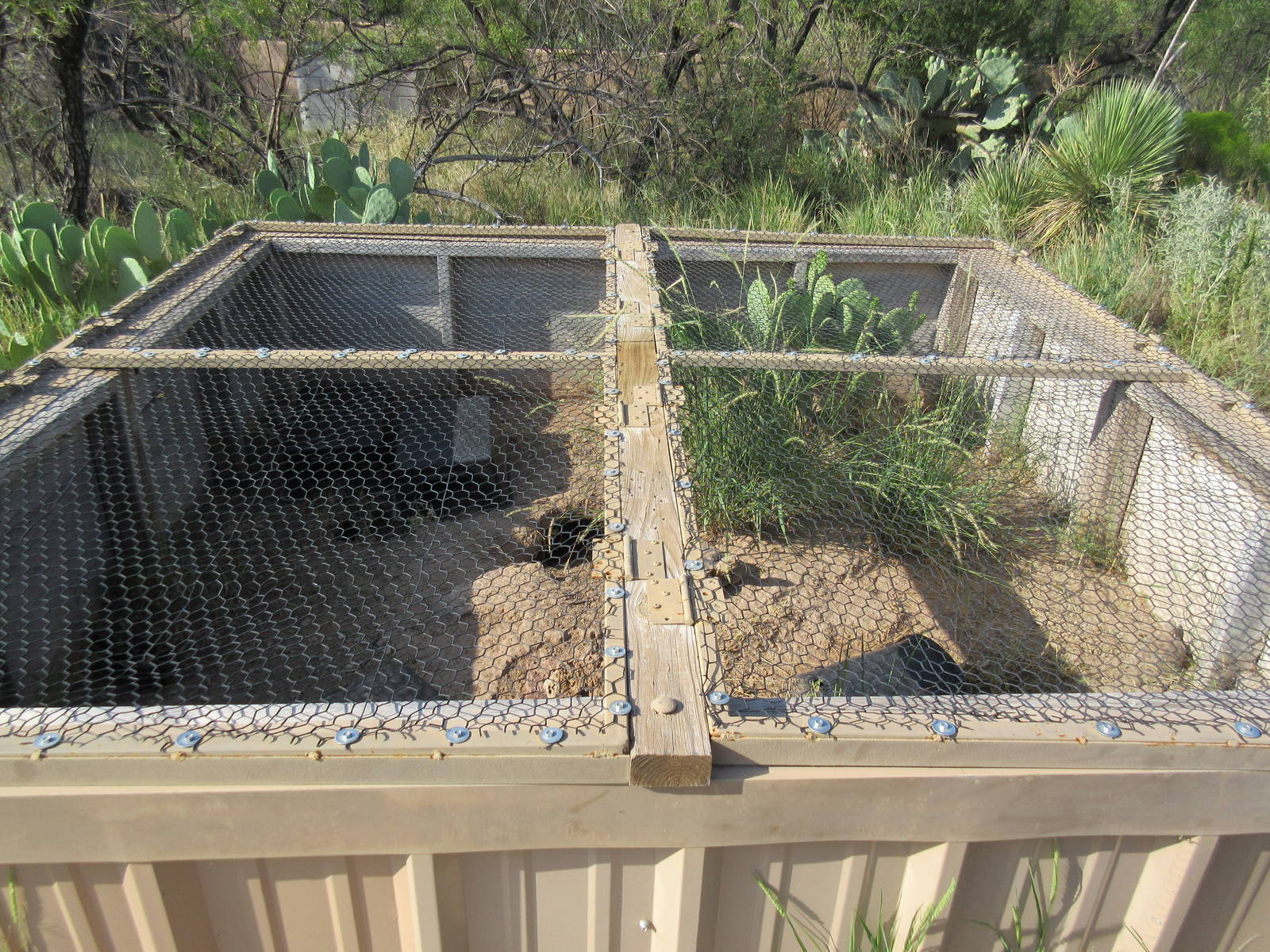 Bolson's Tortoise Exhibit - hatchlings